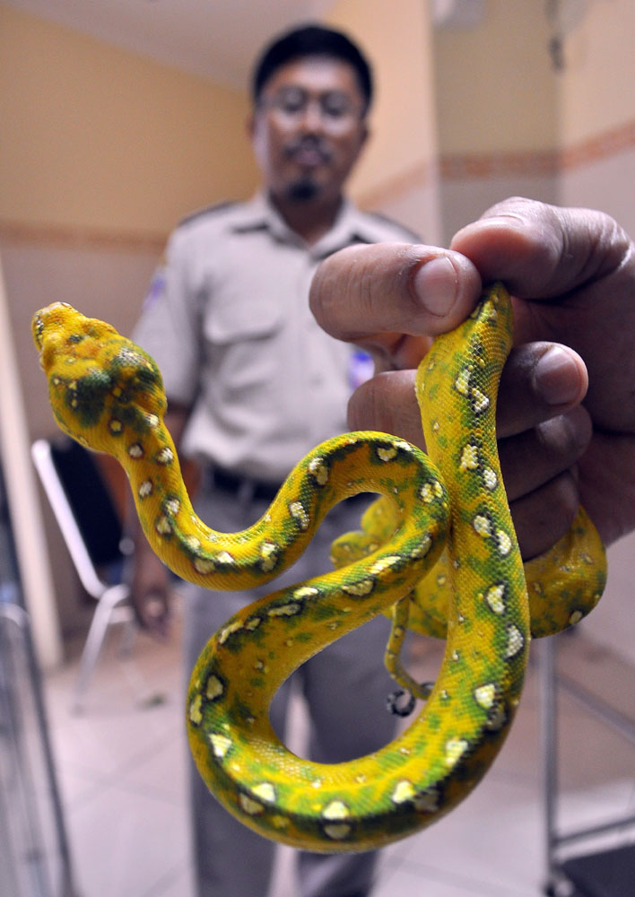 An Indonesian customs officer shows a python snake, part of a haul discovered at the Sukarno-Hatta airport in Tangerang outside Jakarta on March 26, 2011. Indonesian airport officials said they foiled an attempt by two Kuwaitis to smuggle 40 pythons in their luggage.