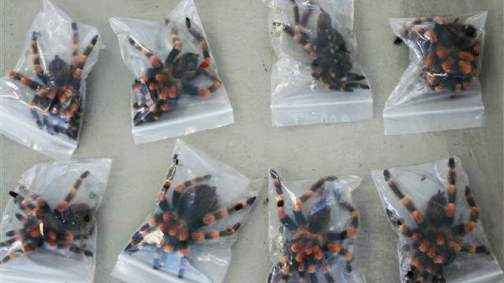 IN FRIGHT SERVICEA plane passenger with dozens of deadly tarantula spiders hidden in his luggage was arrested as he tried to smuggle the creepy-crawly cargo past customs officials in Zurich Airport, Switzerland.The male passenger - who has not been named by police - had stashed the spiders in six boxes hidden in a suitcase he'd brought in on a flight from the Dominican Republic in the Caribbean.The specimens - all endangered Mexican red kneed tarantulas - are understood to have died of cold during the flight.Experts say they can live for up to 30 years and adults have a leg span of up to six inches. (Newscom TagID: epphotos014605.jpg) [Photo via Newscom]