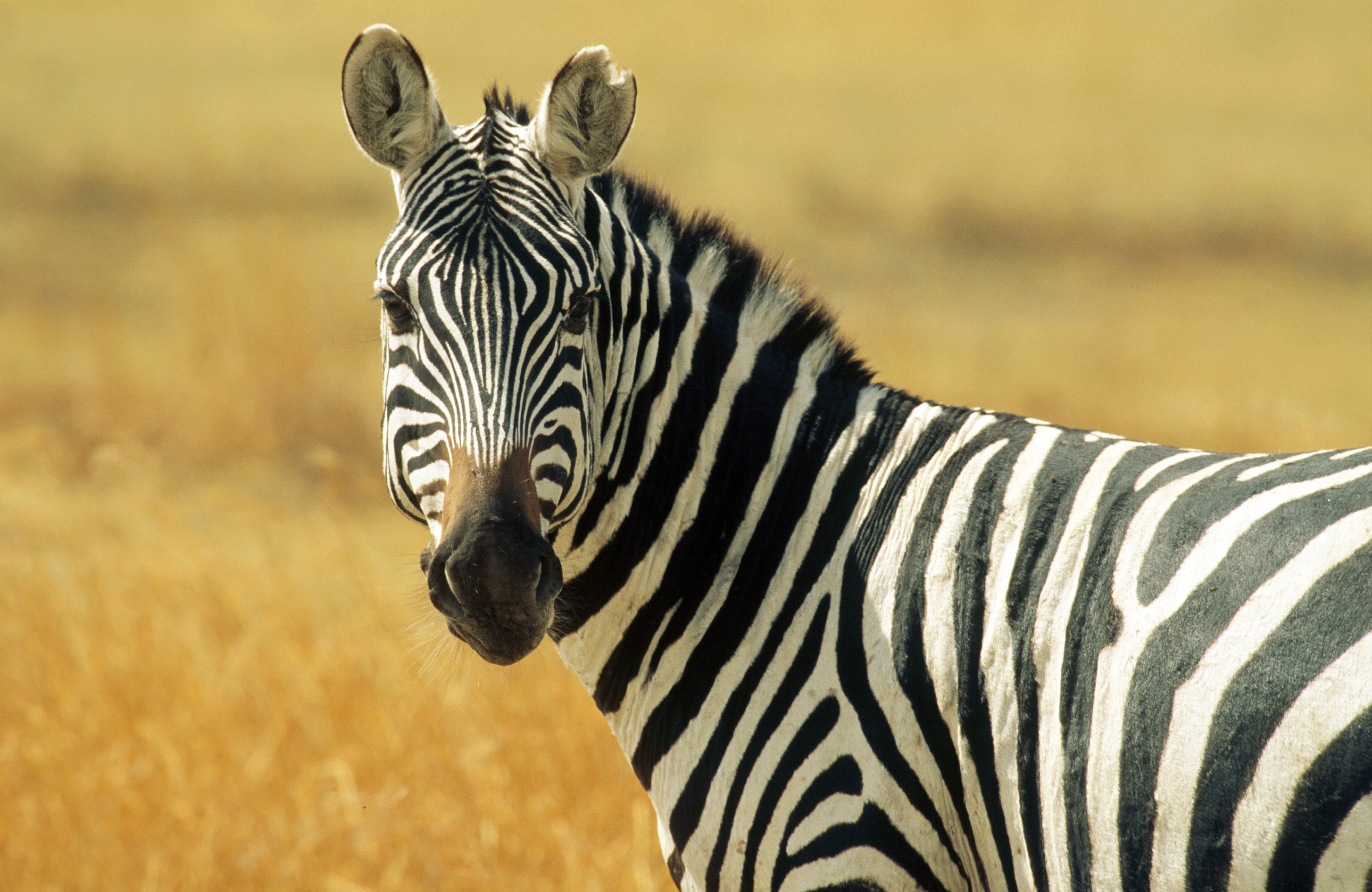 Africa, Tanzania, Safari, Common Zebra in the Serengeti