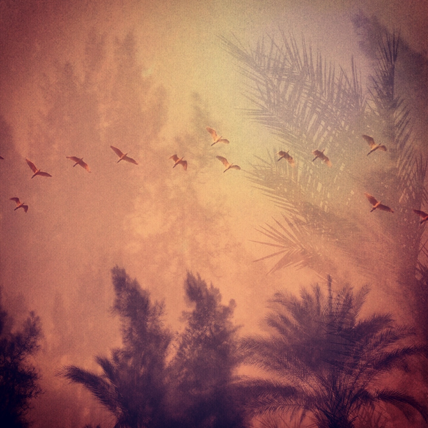 Dec. 31, 2013. On the last day of this year, I looked out my window to find dark clouds full of fear. Then a row of winged beauties circled the sky .. high. As I watched them fly, I silently bid the year's memories goodbye and made room for new ones to come by. Cairo, Egypt.
                              @laura_eltantawy