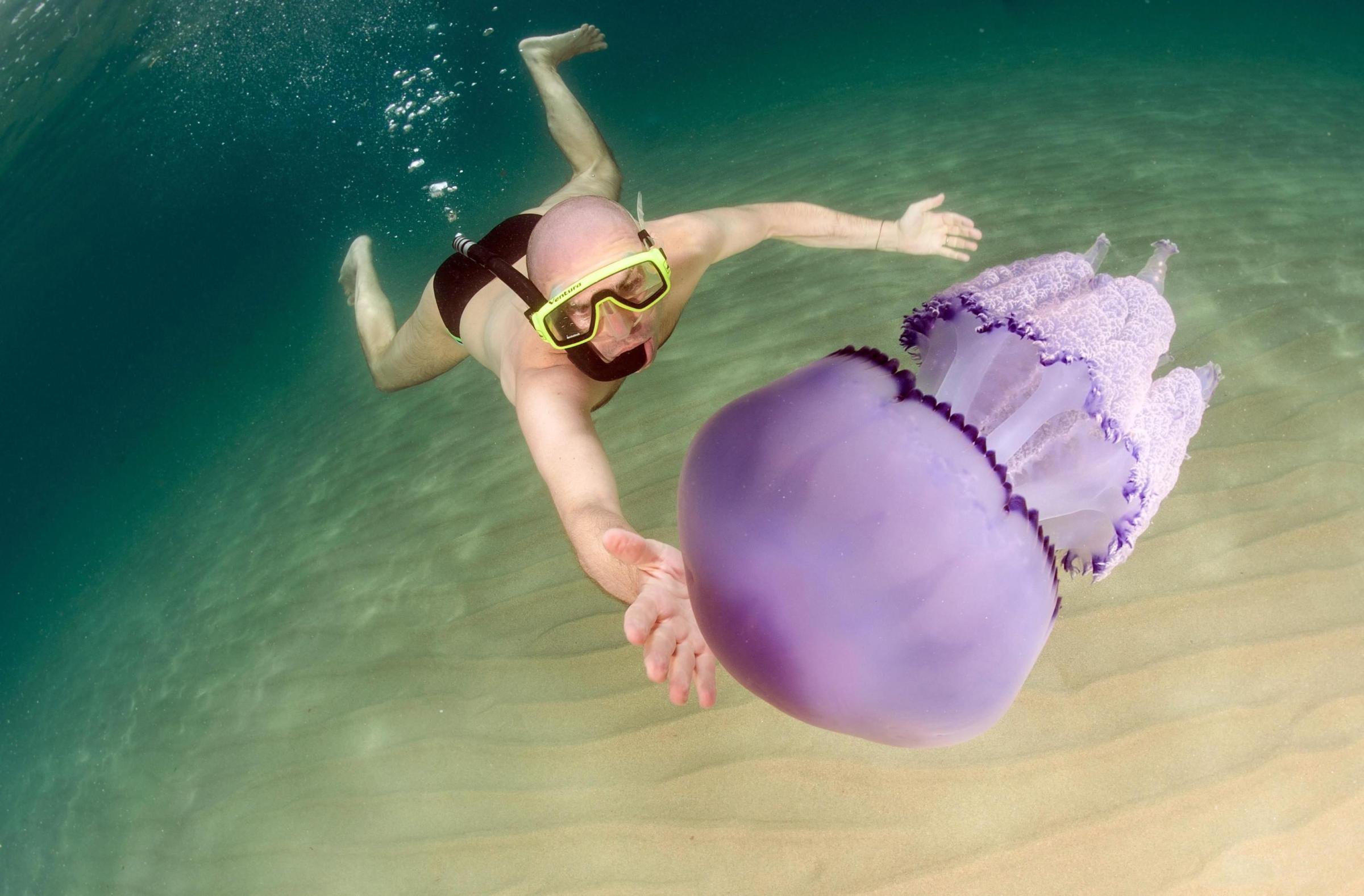 An under-water picture of a swimmer next to an exemplar of Rhizostoma Pulmo Jellyfish, that arrived close to Lotzorai (Nuoro), east coast of Sardinia island, Italy on August 2, 2014.