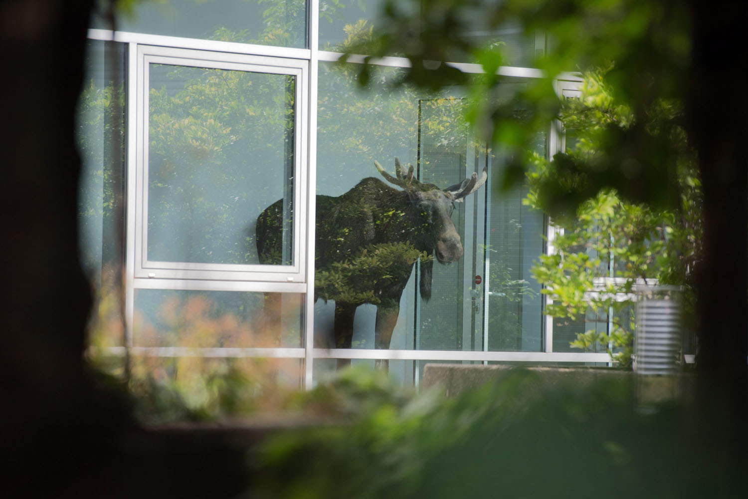 Elk in the office