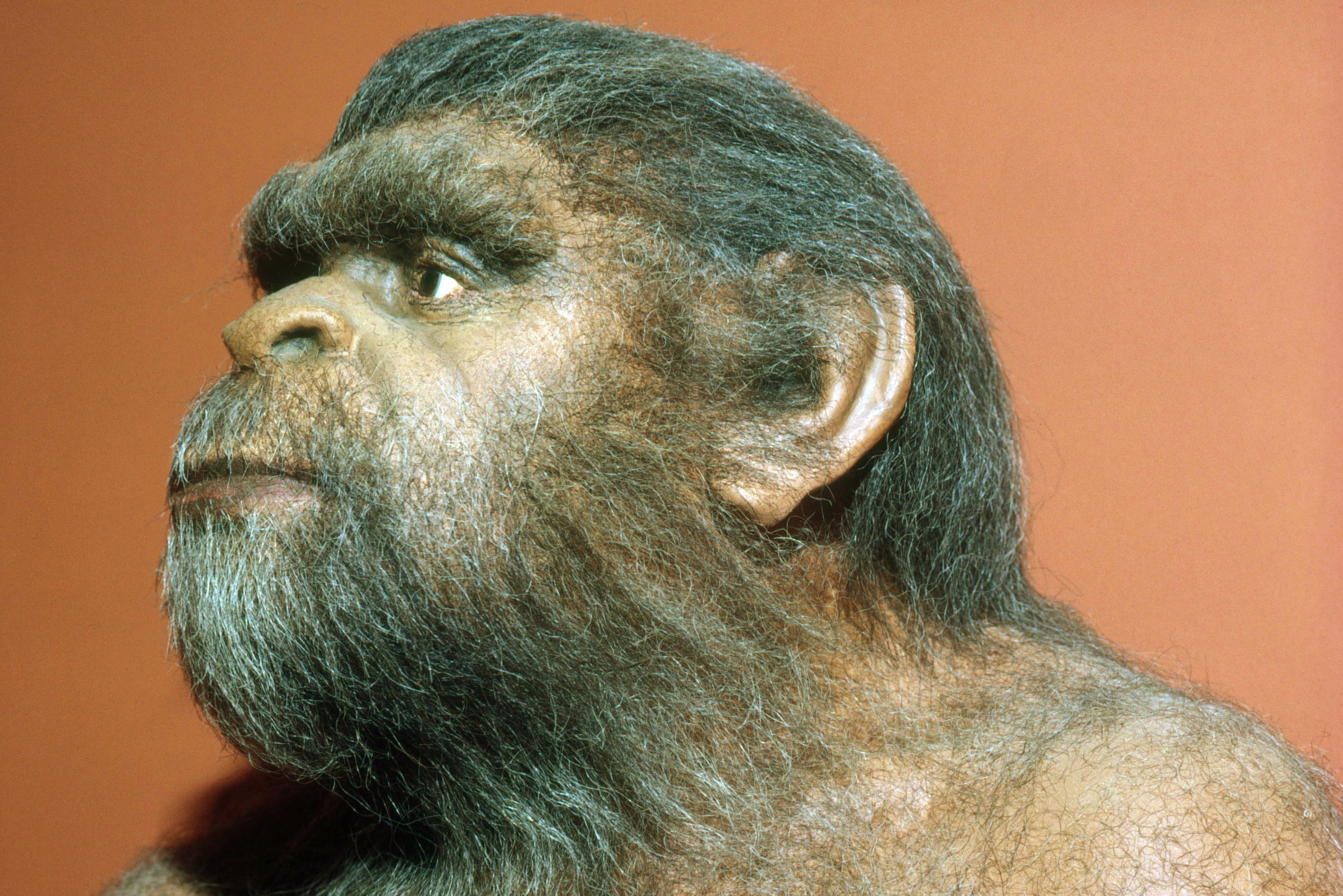 A model of Peking man (Homo erectus pekinensis), who lived  1-2 million years ago (Getty Images)