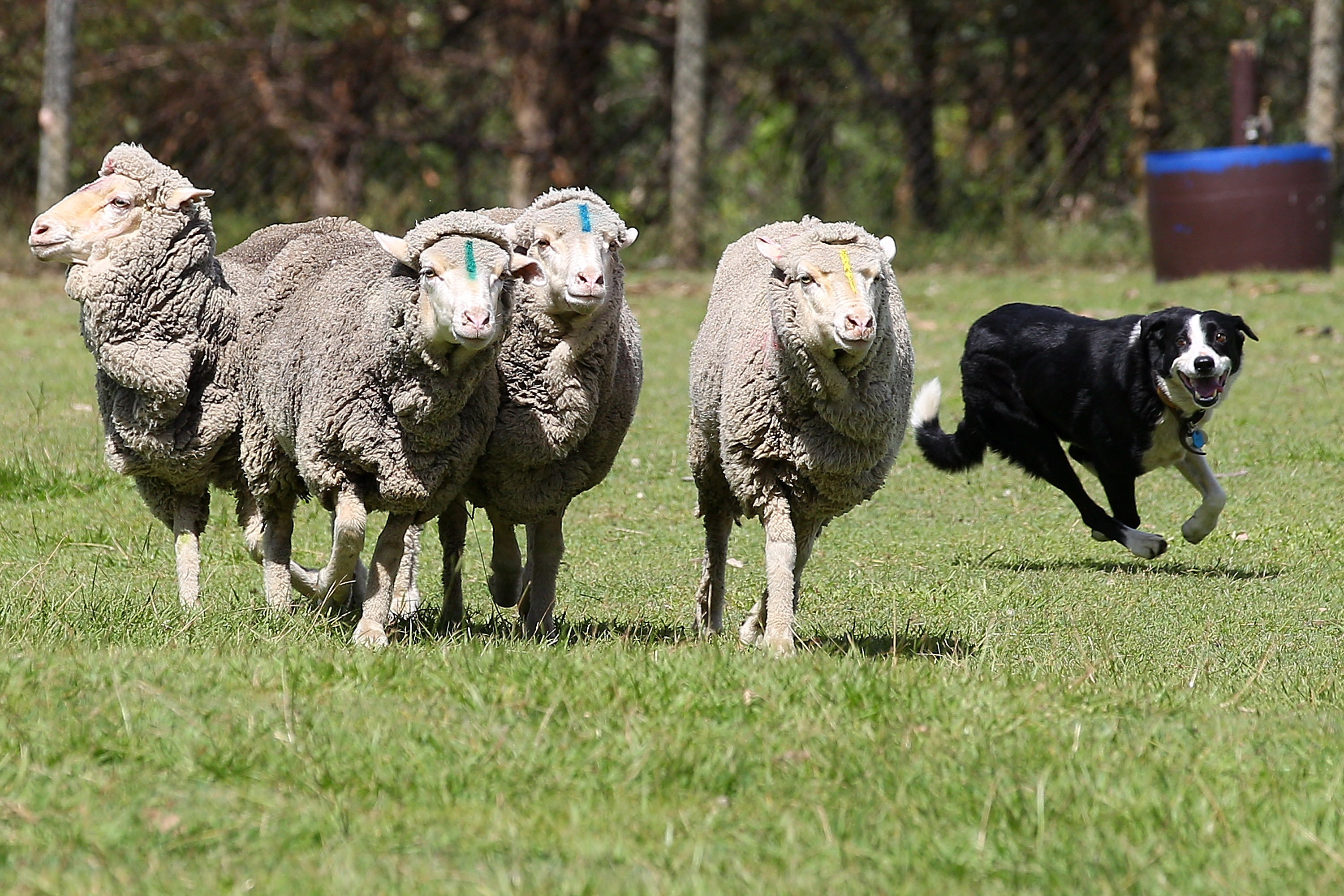 Sheepdog herds flock