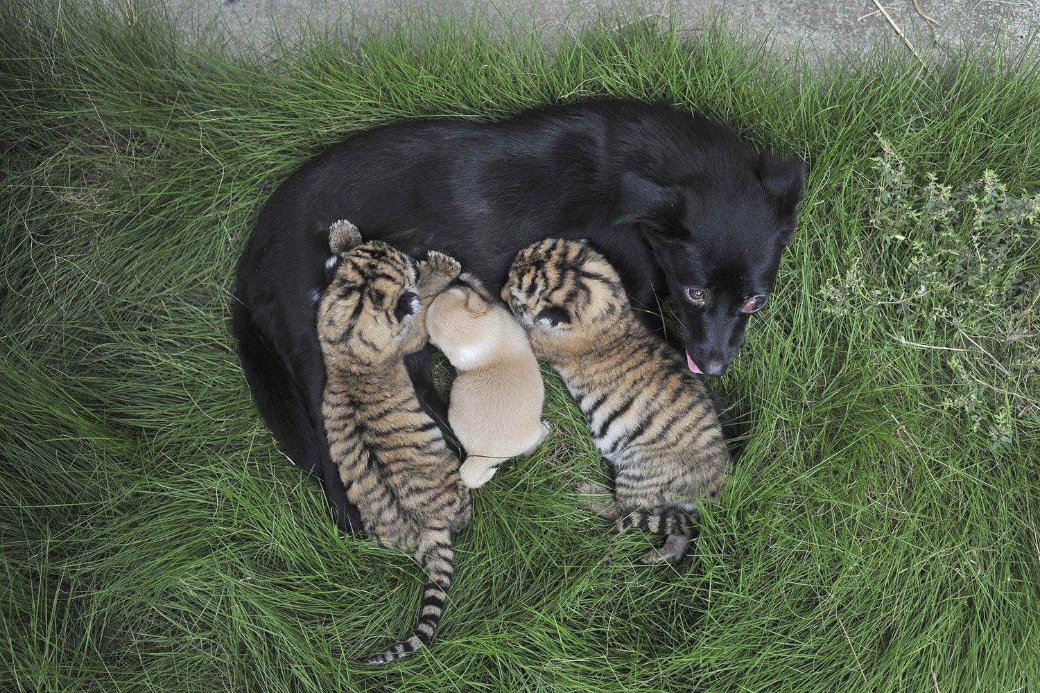 A femal dog feeds two-day-old tiger cubs and her puppy at a zoo in Hefei