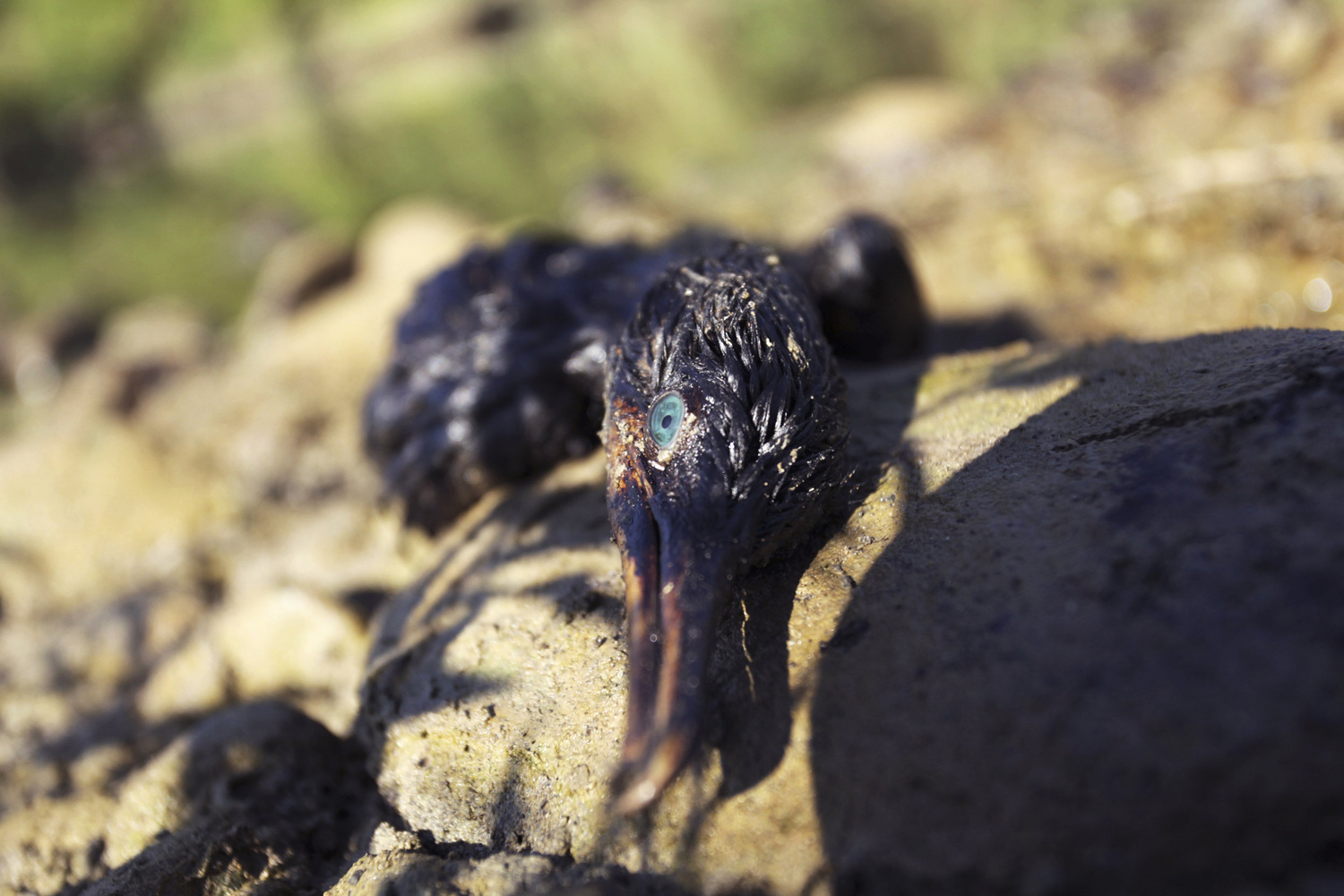 A dying bird covered in spilled oil lies on a rock on the banks of the San Juan river in Cadereyta