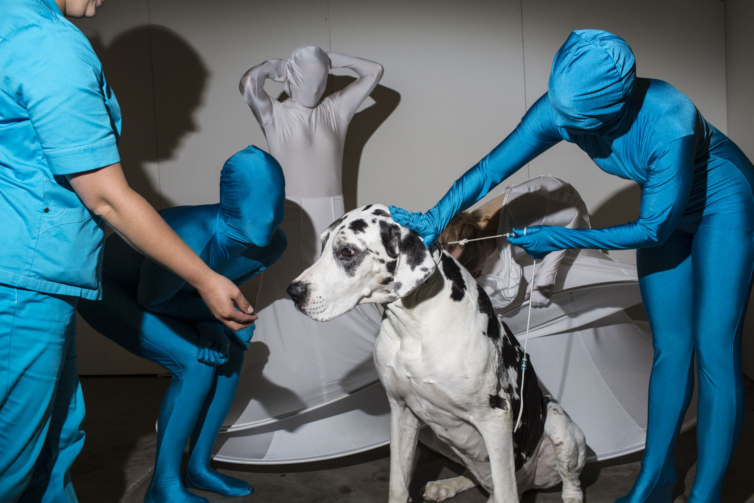 HELSINKI, FINLAND - AUG 8: Kaapo, a 9 year old Great Dane from Finland, meets performers from the Helsinki dance group High Heels backstage during the first day of the 2014 World Dog Show on Friday, August 8th, 2014, in Helsinki, Finland. (Photo by Landon Nordeman)