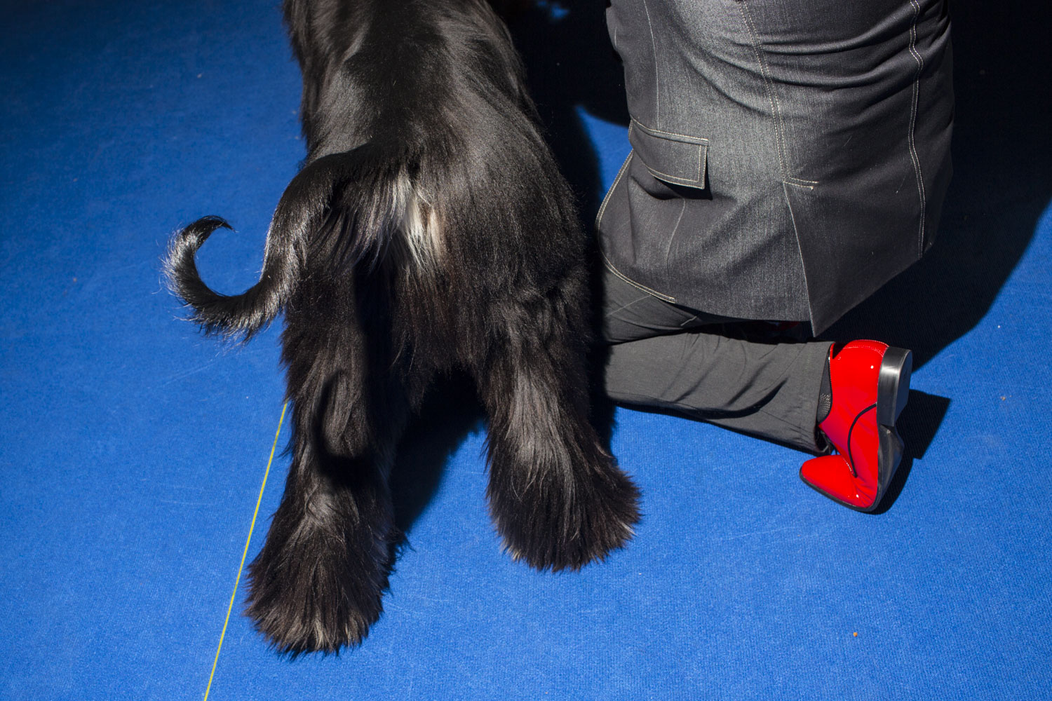 HELSINKI, FINLAND - AUG 9: Owner, breeder, and handler Sebastian Kurtowicz of Poland, kneels next to his Afghan Hound, Set, during judging on day two of the 2014 World Dog Show on Saturday, August 9th, 2014, in Helsinki, Finland. (Photo by Landon Nordeman)