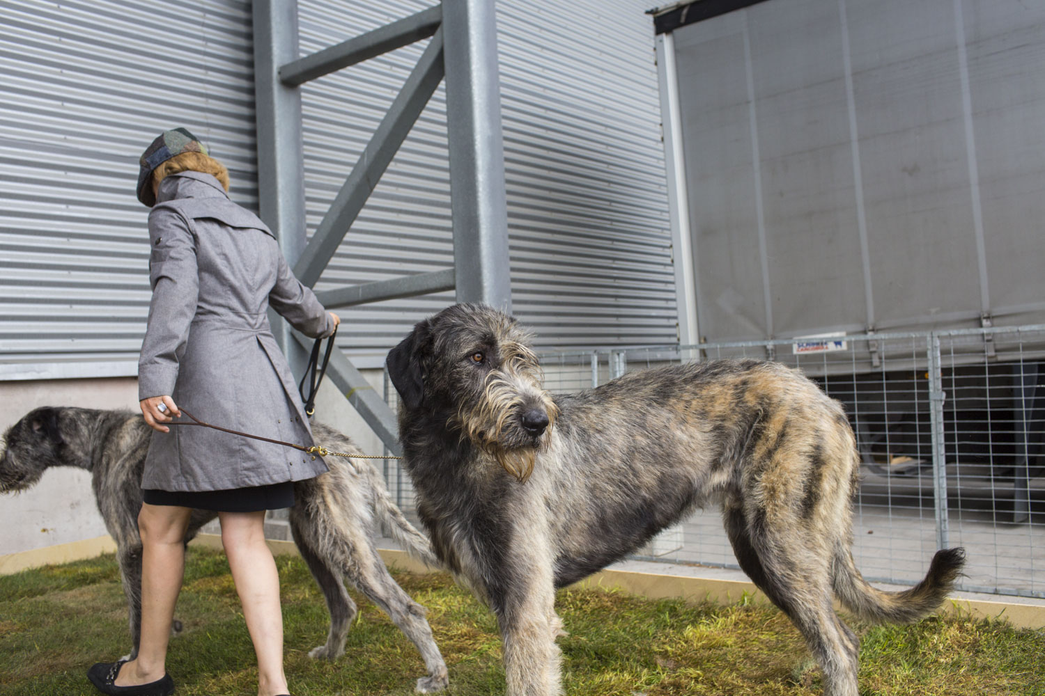 HELSINKI, FINLAND - AUG 9:  Apple, as in "apple of my eye," an Irish Wolfhound, looks over his shoulder as his owner, Gosewien van Klaarbergen, of the Netherlands, leads her other wolfhound, Tokyo, outside of the 2014 World Dog Show on Saturday, August 9th, 2014, in Helsinki, Finland. (Photo by Landon Nordeman)