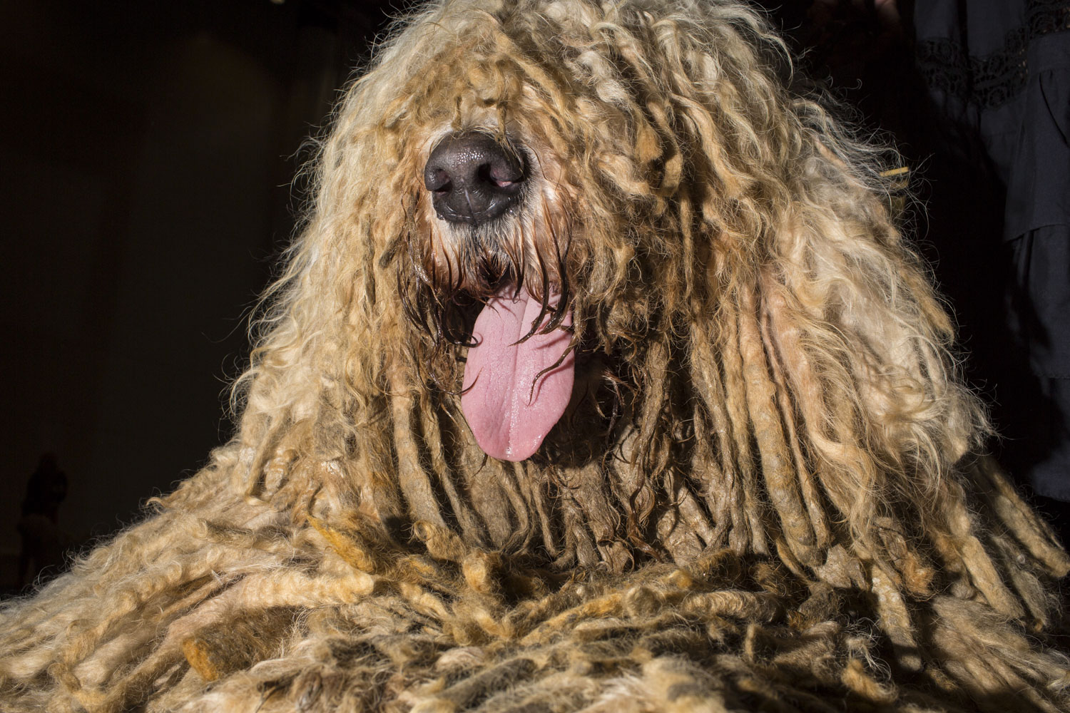 HELSINKI, FINLAND - AUG 10: Sibbes, a five year old male Komondor from Finland sticks out his tongue during the 2014 World Dog Show on Sunday, August 10th, 2014, in Helsinki, Finland. (Photo by Landon Nordeman)