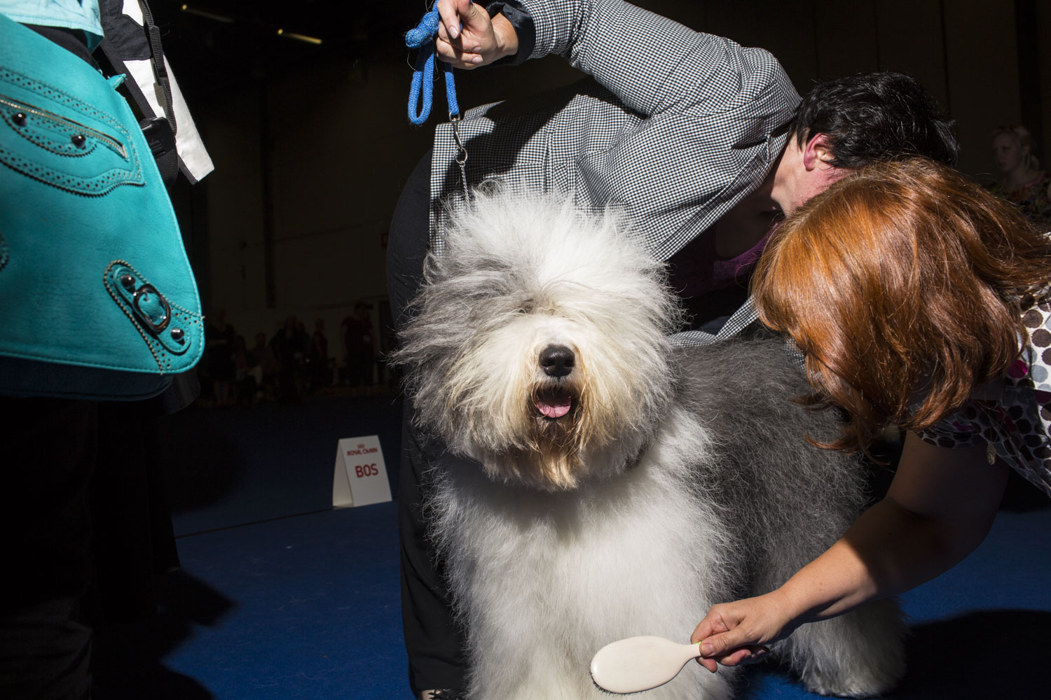 Aug. 10, 2014. Nancy, a 3 year old female Old English Sheepdog is prepped for the official winning photo by her handler Elisabeth Antl, top, from Austria, and an assistant, after winning Best of Breed during the 2014 World Dog Show, in Helsinki, Finland.