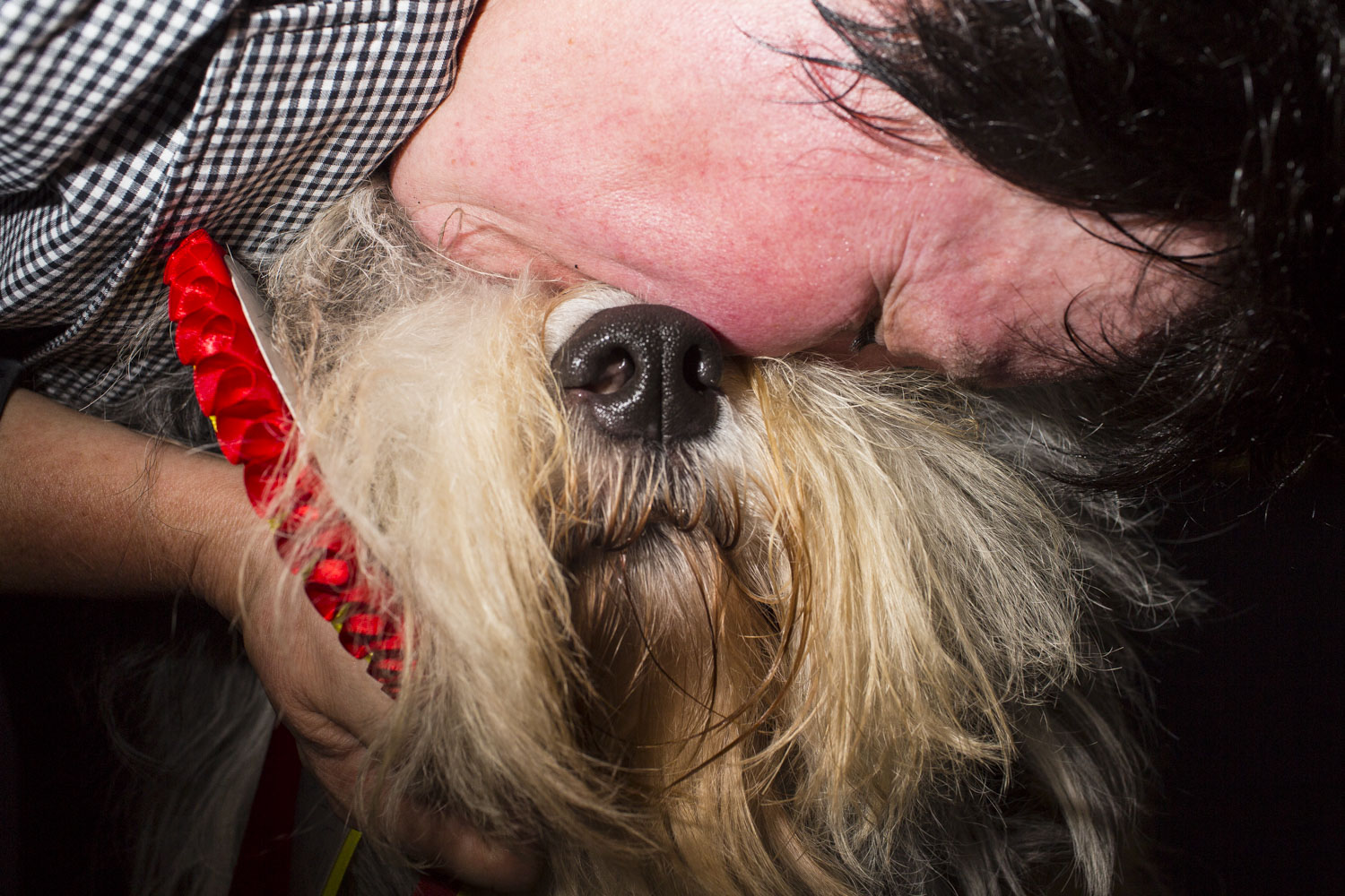 HELSINKI, FINLAND - AUG 10: Nancy, a 3 year old female Old English Sheepdog is smothered with a kiss by her handler Elisabeth Antl, top, from Austria, after winning Best of Breed during the 2014 World Dog Show on Sunday, August 10th, 2014, in Helsinki, Finland.  (Photo by Landon Nordeman)