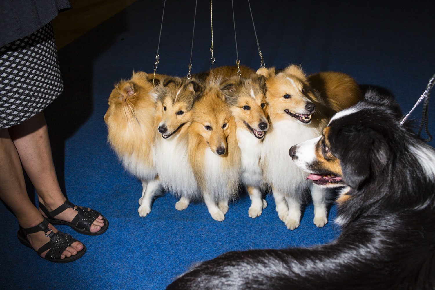 HELSINKI, FINLAND - AUG 10: Anne Reider's five Shetland Sheep dogs from Sweden make the acquaintance of another canine before competing in the Best Breeders' Group, which they won on the final day of the 2014 World Dog Show on Sunday, August 10th, 2014, in Helsinki, Finland. (Photo by Landon Nordeman)