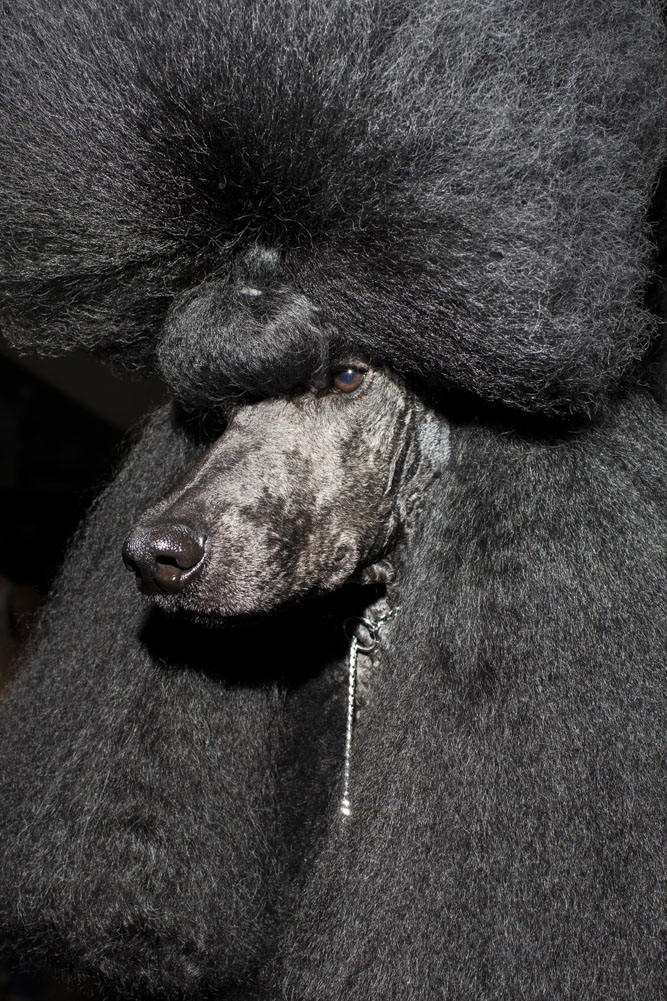 HELSINKI, FINLAND - AUG 10: A standard poodle named Afterglow Maverick Sabre--known as Ricky, stands at attention on the groomer's table before placing 2nd in group 9 during the 2014 World Dog Show on Sunday, August 10th, 2014, in Helsinki, Finland. (Photo by Landon Nordeman)