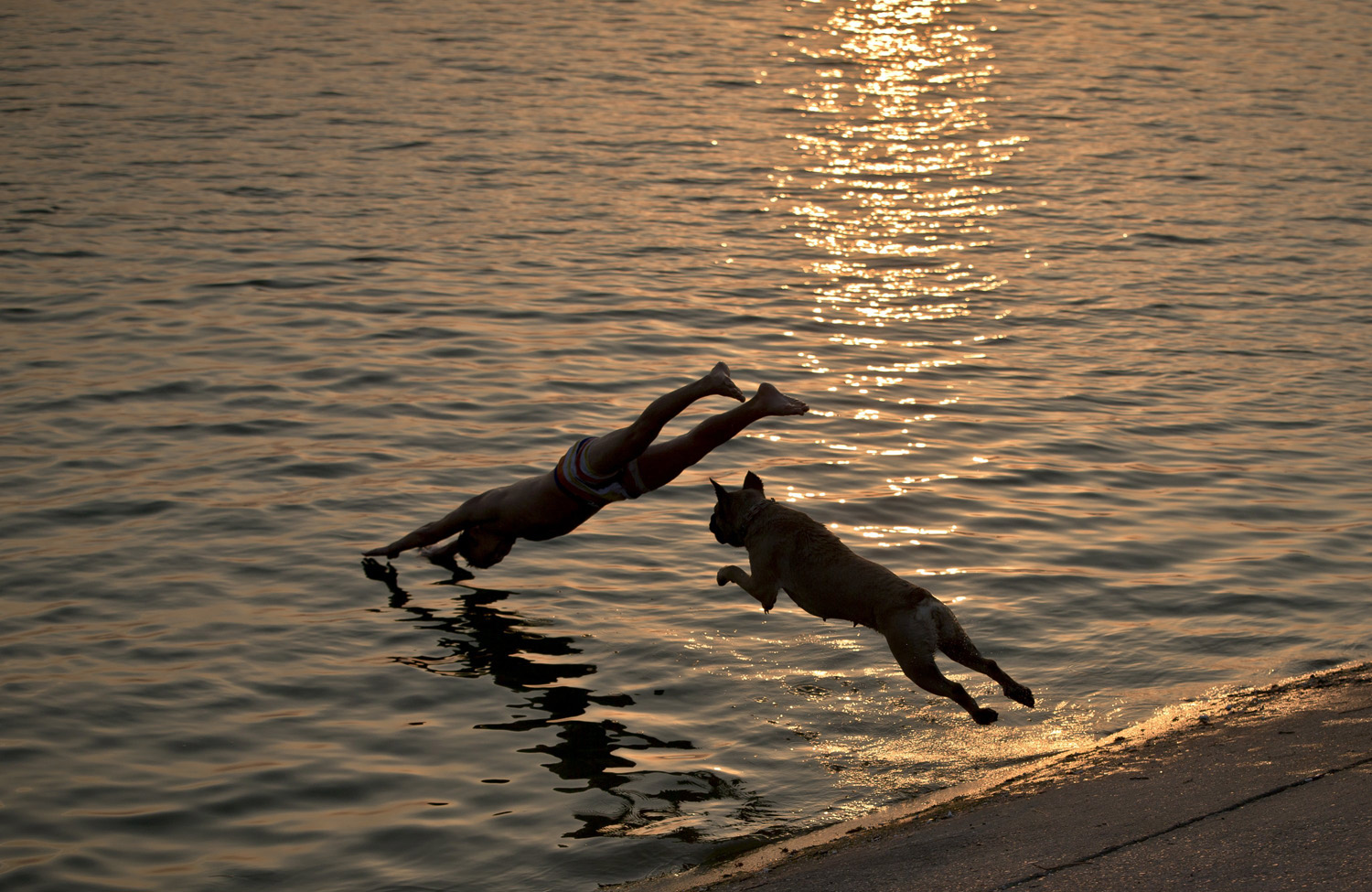 Aisha the dog follows her owner as he jumps into a lake at sunset in Bucharest, Romania on August 12, 2014.