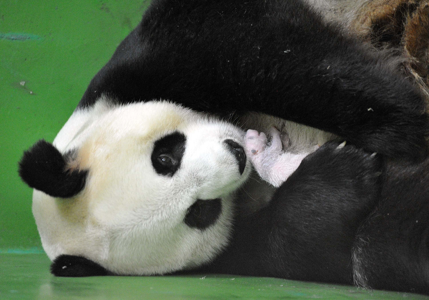 Giant panda "Ju Xiao" gave birth to three panda cubs on July 29, here she holds one of her panda cub's in her arms in Guangzhou, China on August 10, 2014.