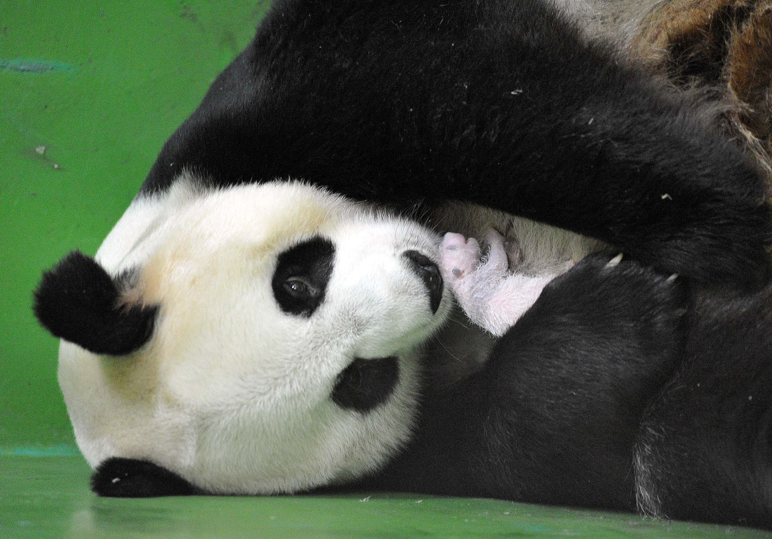 Aug. 10, 2014. Giant panda  Ju Xiao  holds a panda cub in her arms in Guangzhou, Guangdong Province, China.