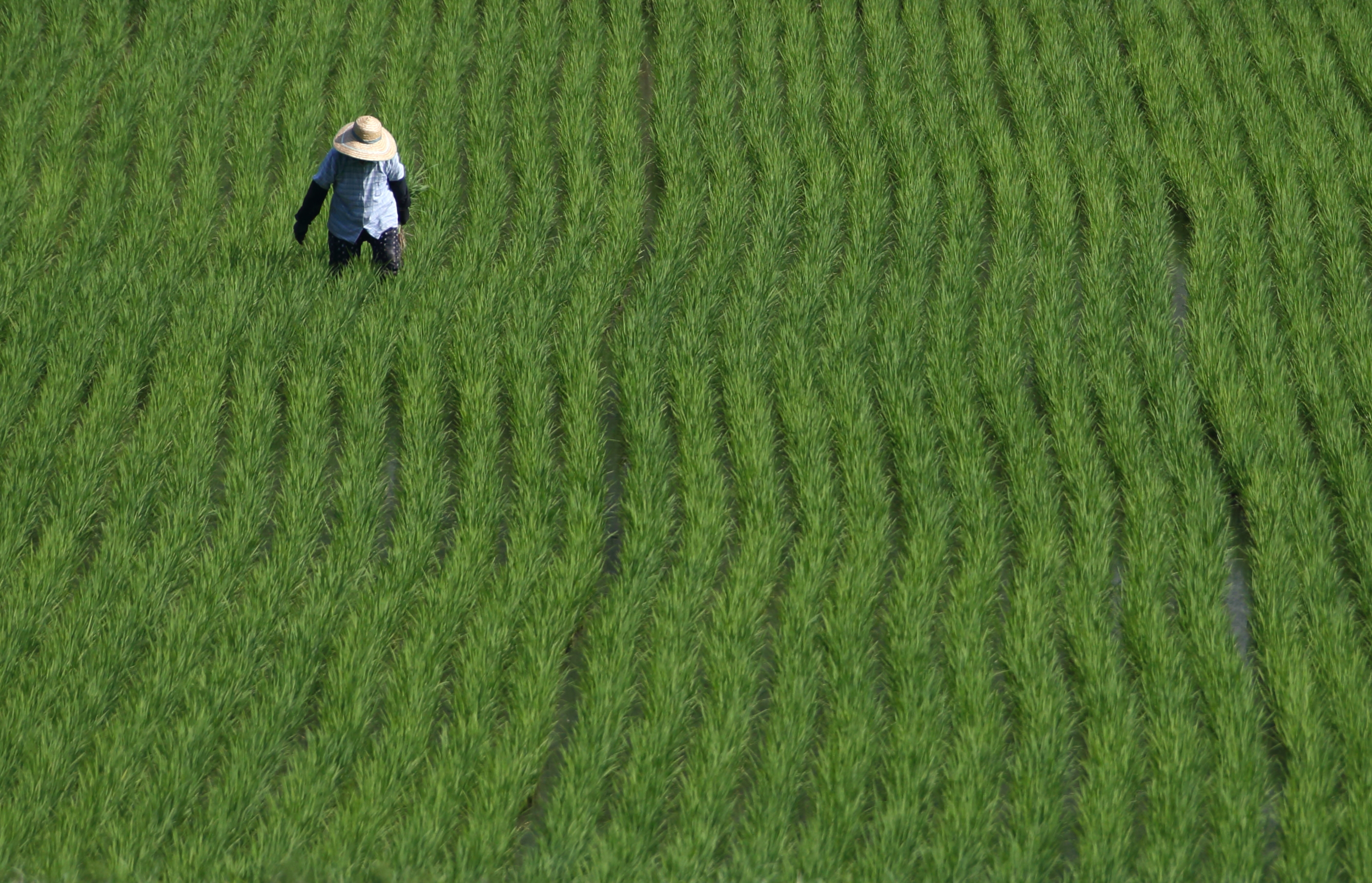A rice farmer works in a paddy field in Yabu City, Hyogo Prefecture, Japan, on Wednesday, June 25, 2014. (Bloomberg—Bloomberg via Getty Images)