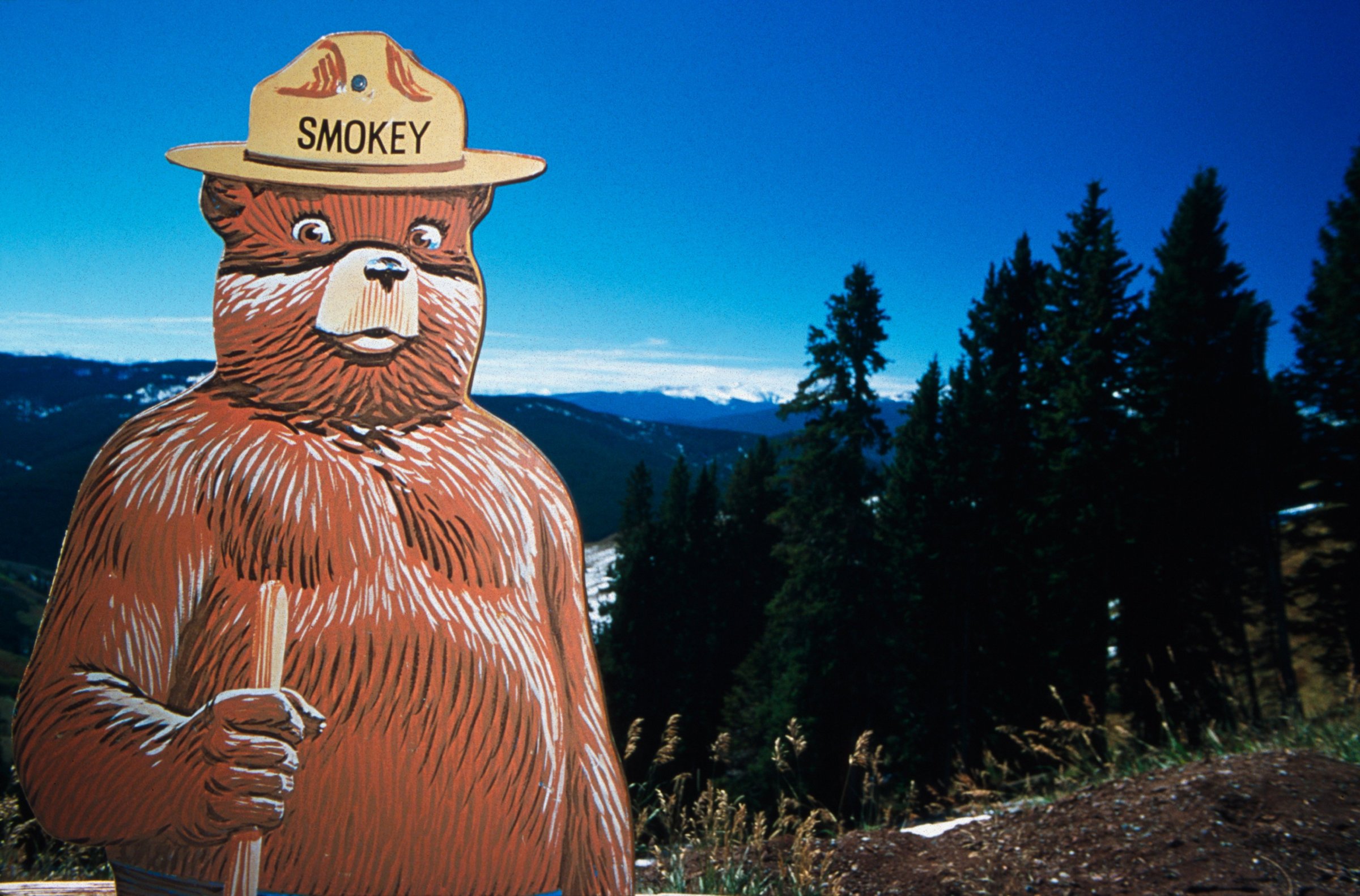 Colorado, Vail Mountain, Portrait Of Smokey The Bear In Forest