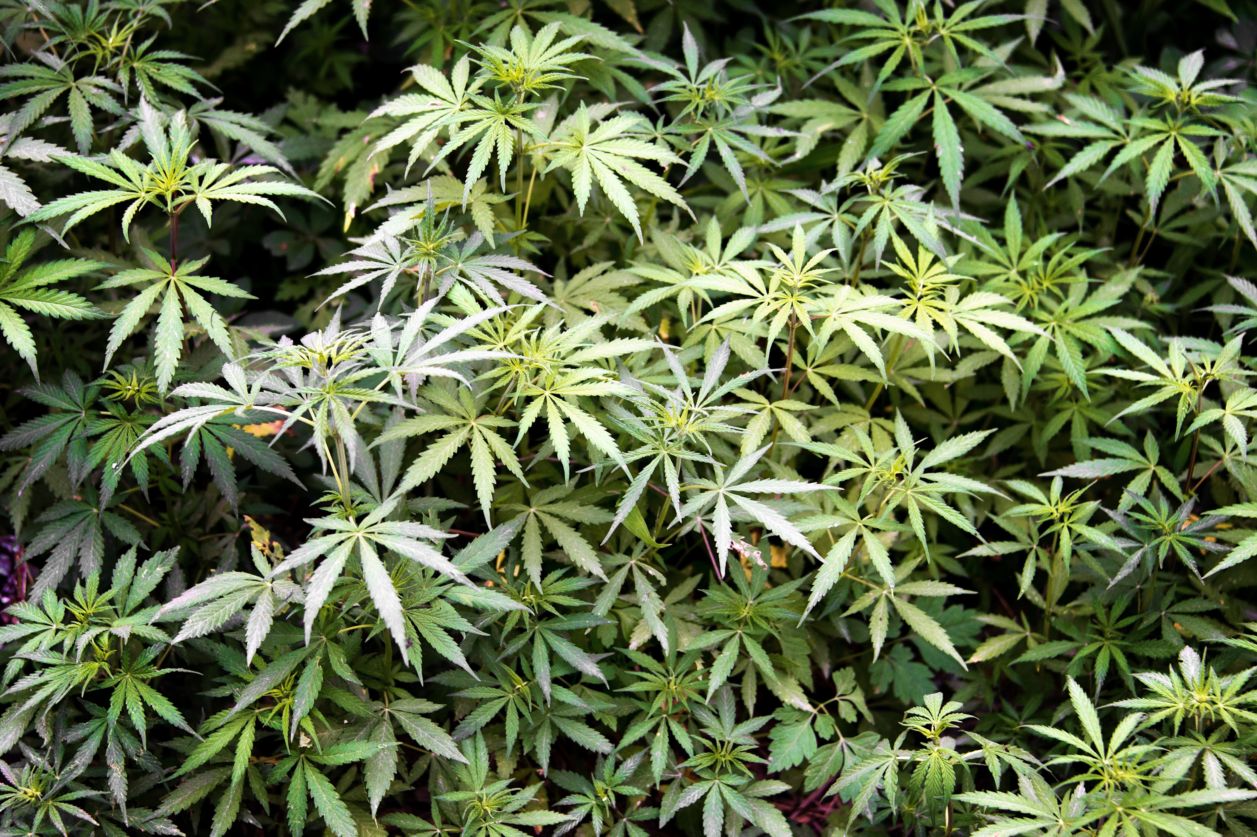 Nepalese Marijuana (Getty Images)