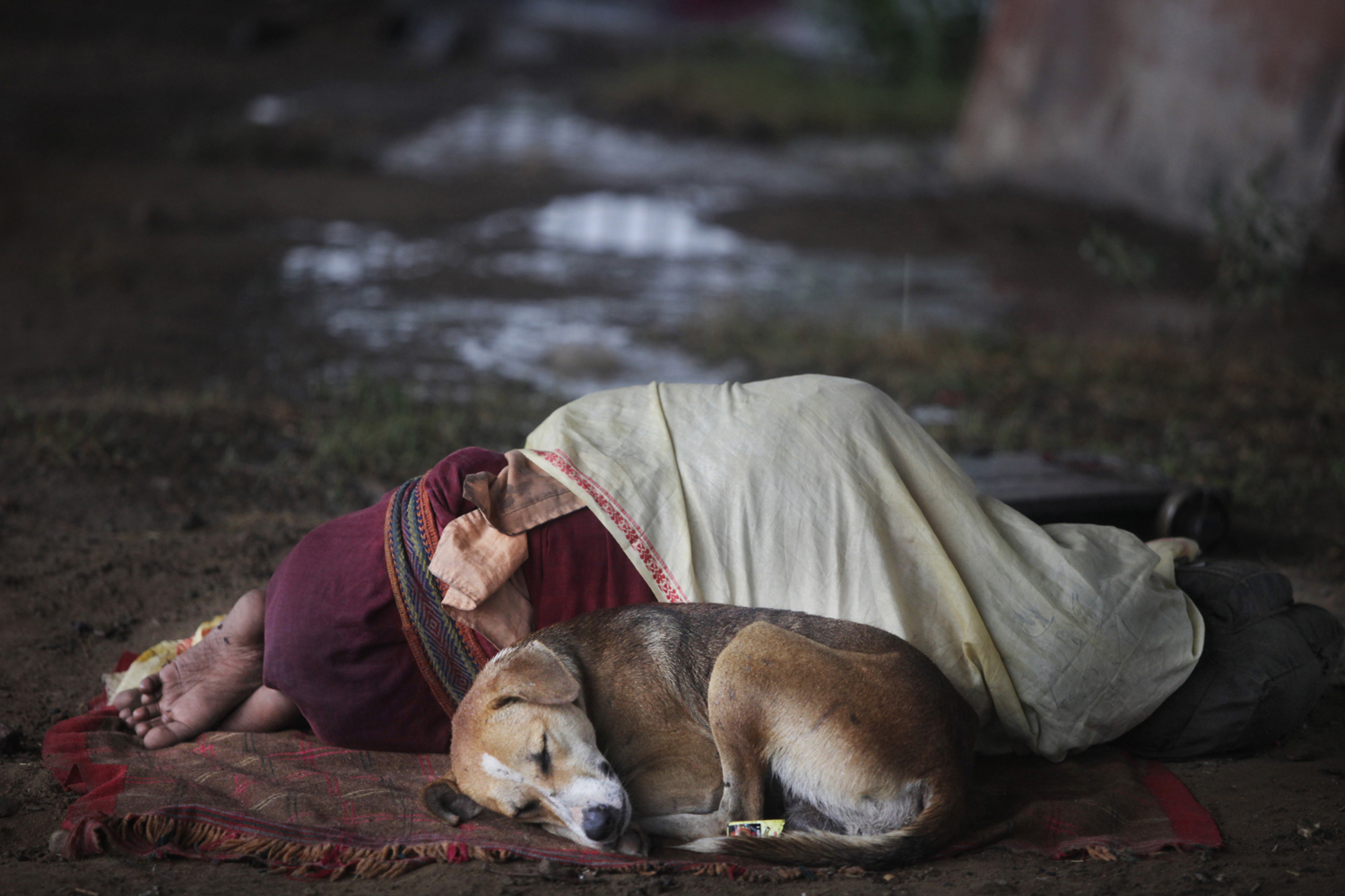 Aug. 8, 2014.  A street dog sleeps beside a homeless man in Jammu, India.