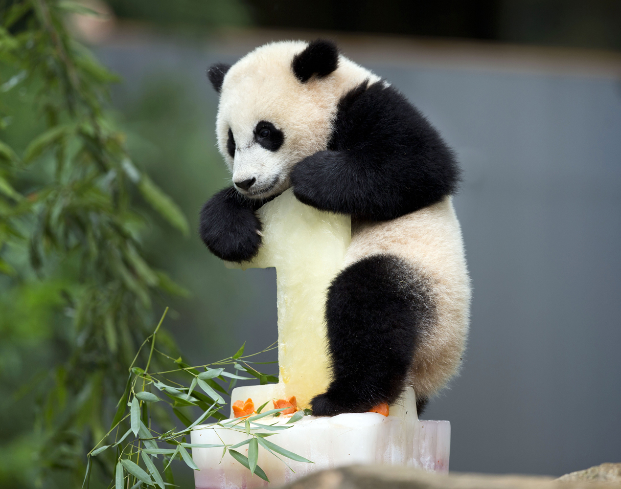 Panda cub Bao Bao climbs onto her birthday cake at the National Zoo in Washington,  Aug. 23, 2014.