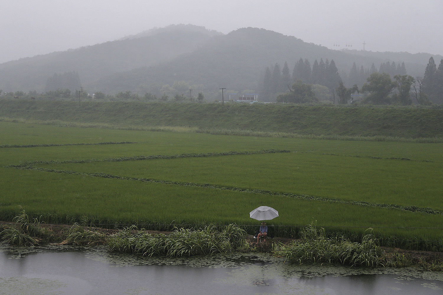 A farmer sits at a rice field on a rainy morning in Pyongyang, Jul. 30, 2014. As the planting season ends and rainy season begins, North Koreans are girding for the possibility of floods after weeks of drought.