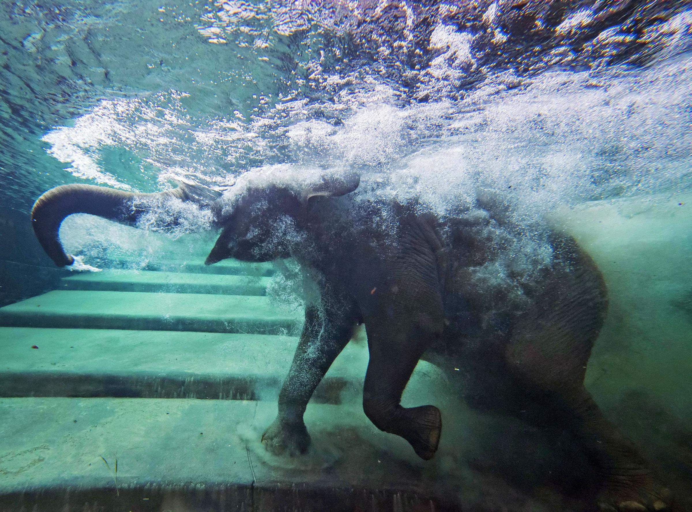 An elephant immerses behind a window in the elephants' indoor pool at the Zoo in Leipzig, Germany on Aug. 5, 2014.