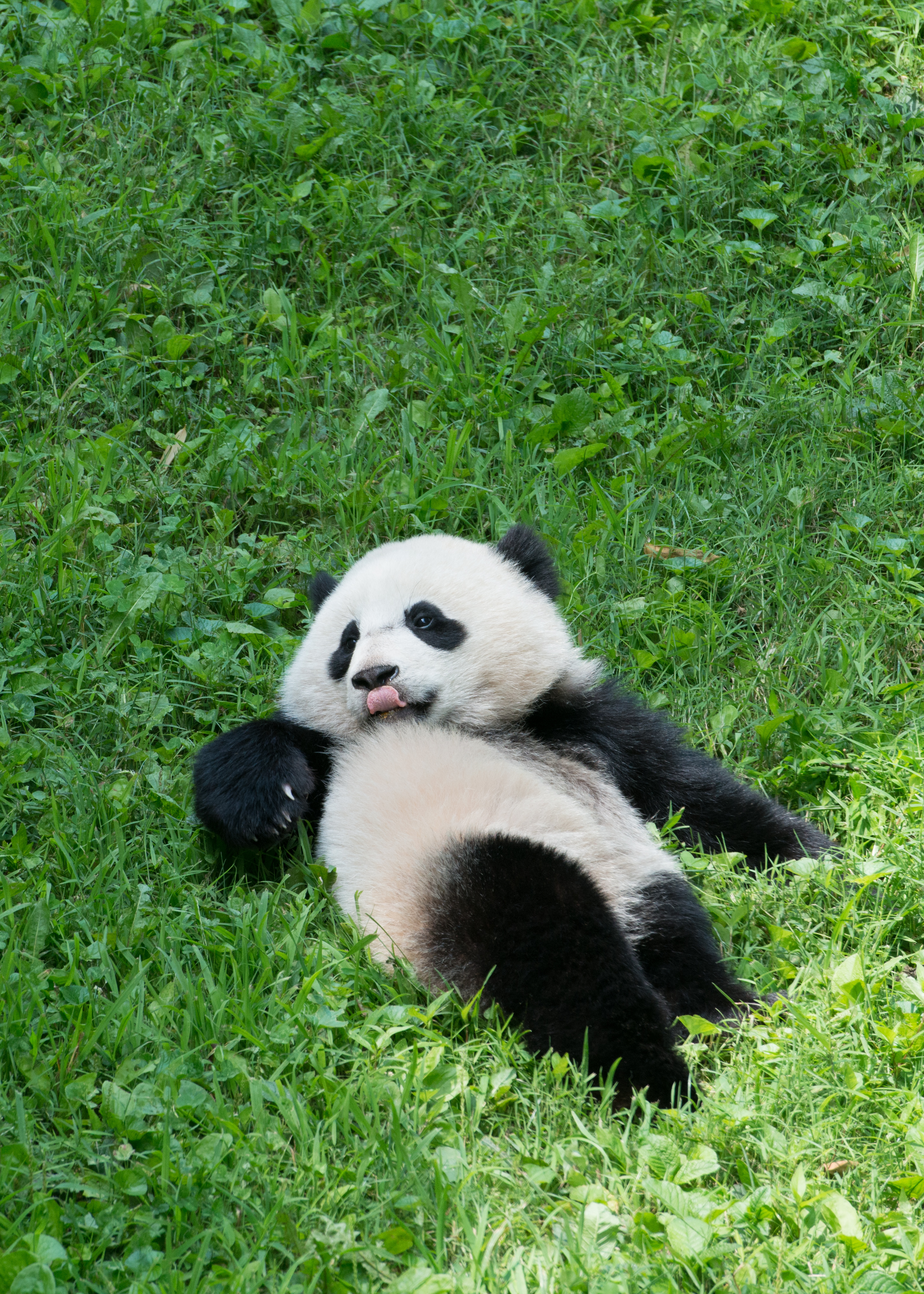 Включи где панда. Панди панди. Маленькие панды. Смешная Панда. Гигантская Панда.
