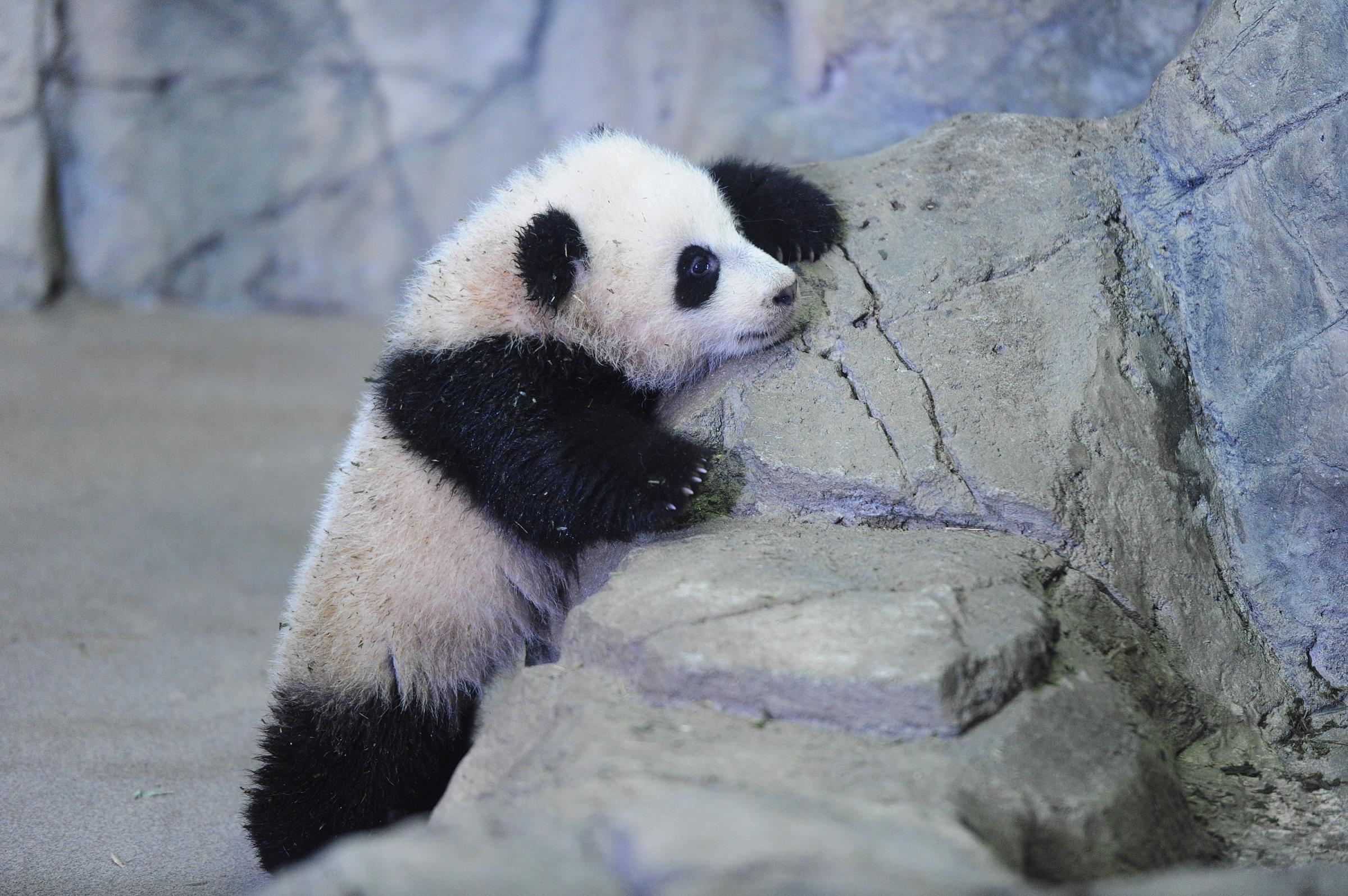 Giant Panda cub, Bao Bao - Washington, DC