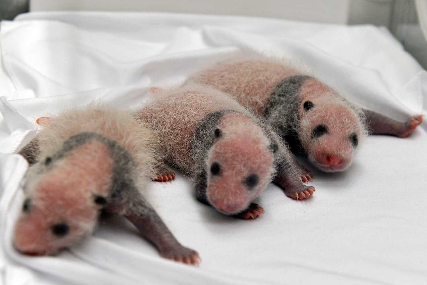 Triplet panda cubs rest in an incubator at the Chimelong Safari Park in Guangzhou in south China's Guangdong province, Aug. 12, 2014. (AP)