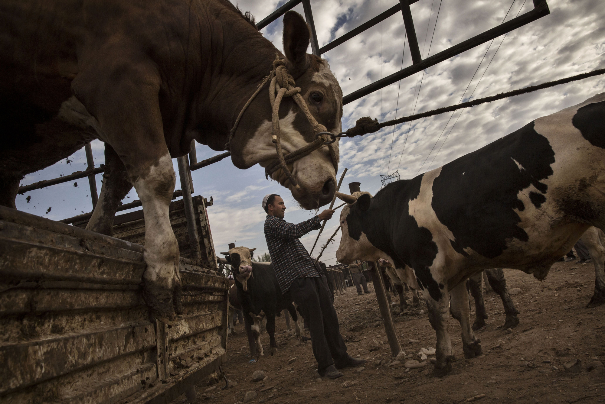 A Uyghur farmer unloads cattle from a truck at a livestock market on August 3, 2014 in Kashgar.