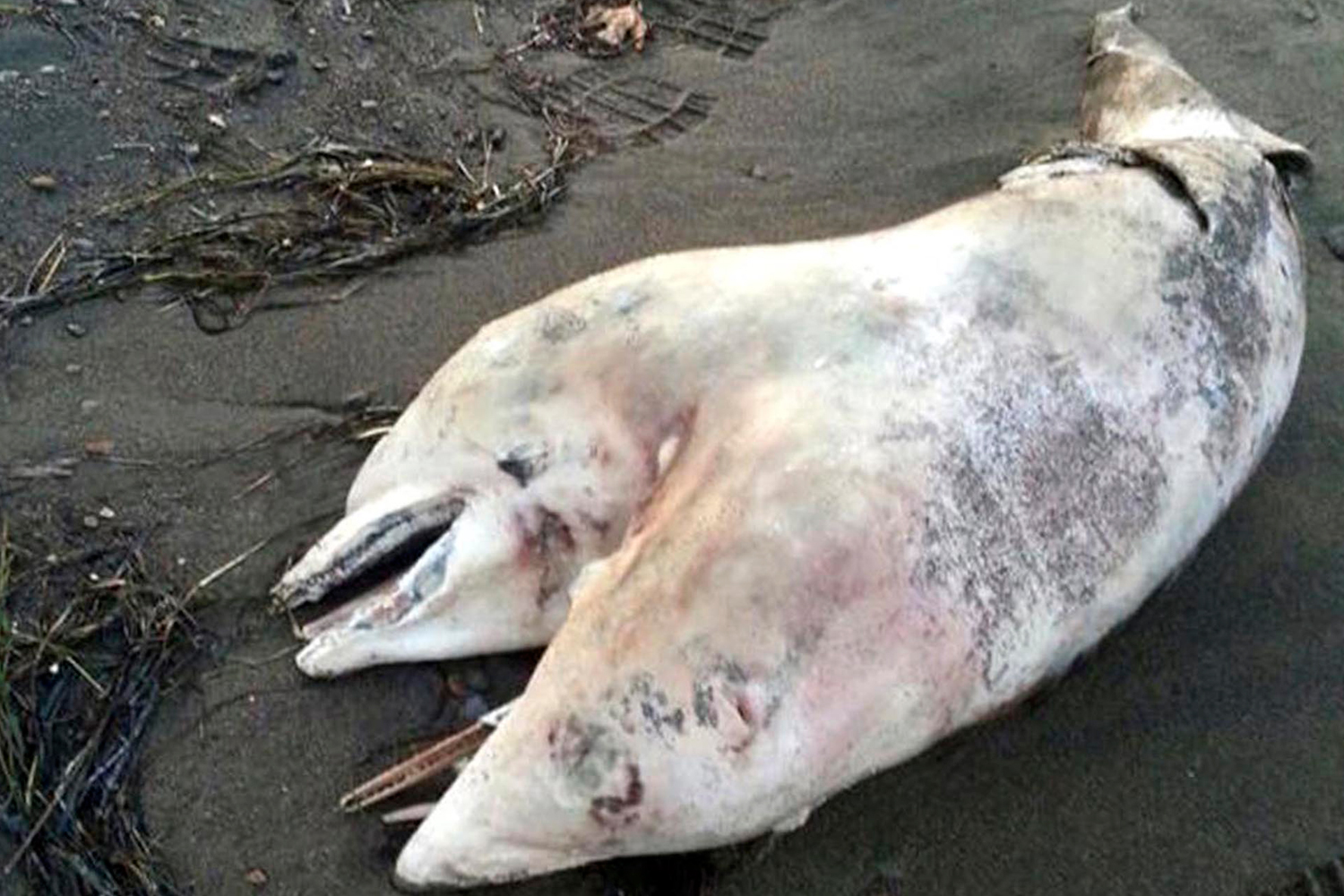 Two-Headed Dolphin Washes Up on Beach in Turkey Dead | Time