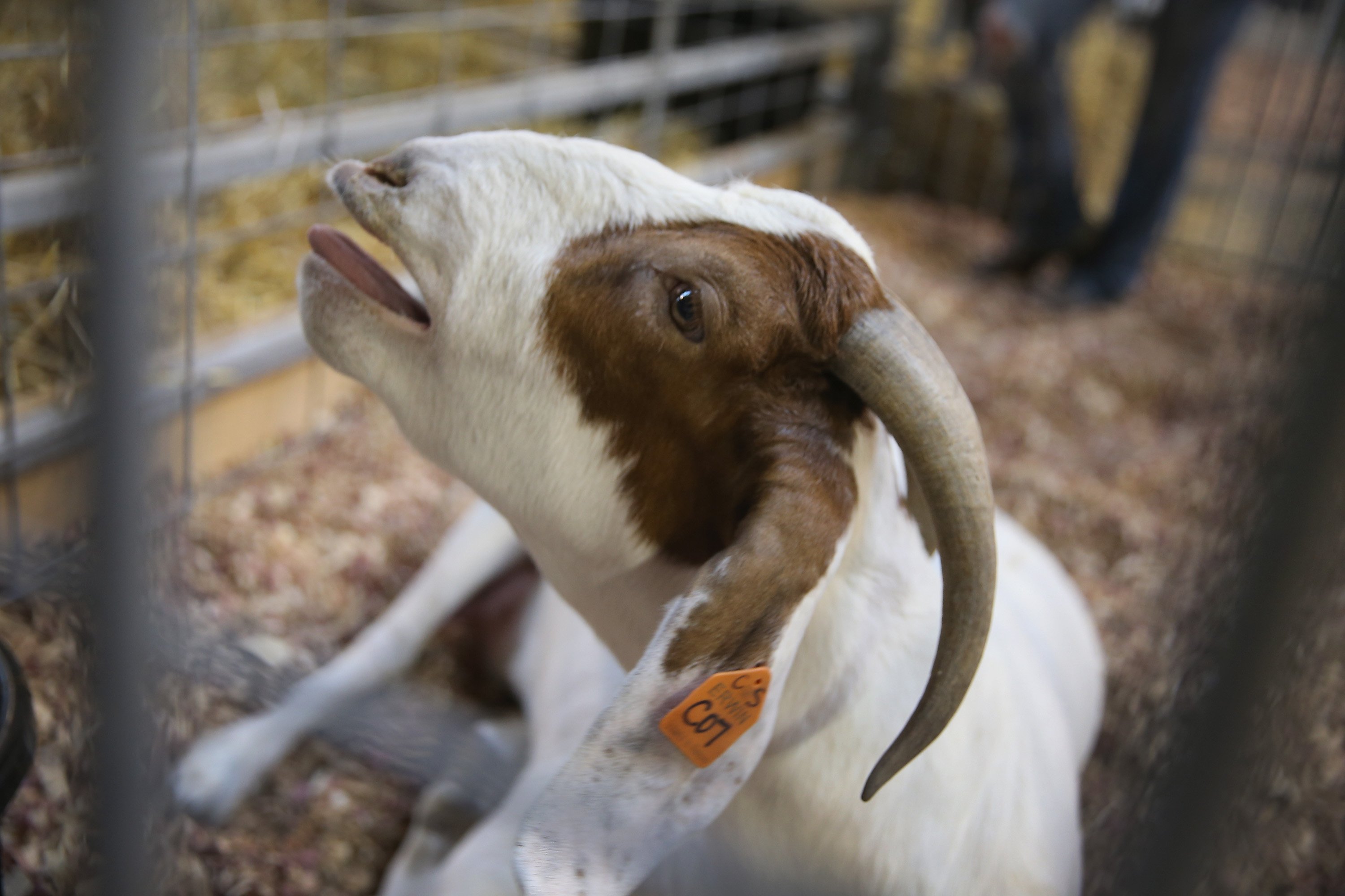 A goat gives birth at the Iowa State Fair on August 6, 2014 in Des Moines, Iowa.