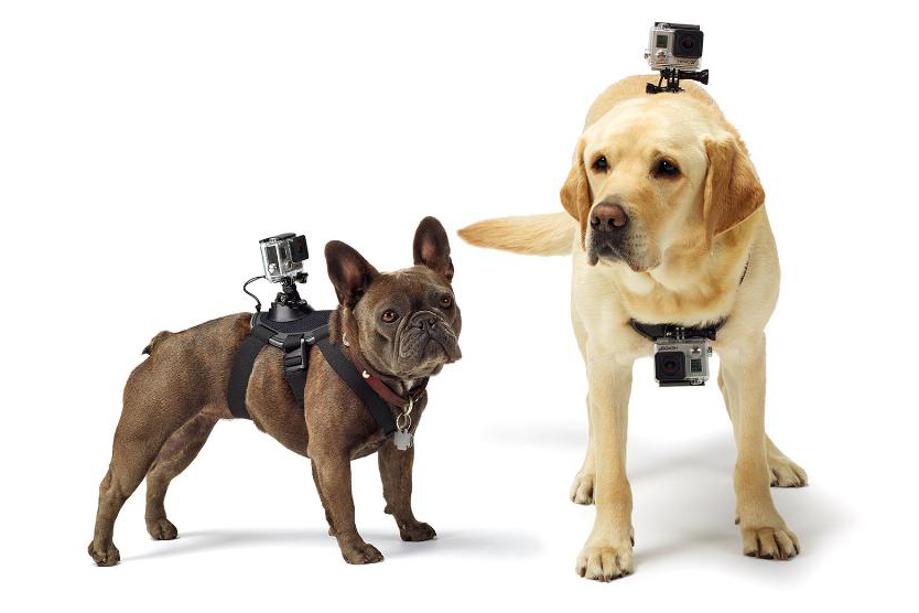 GoPro's new Fetch Dog Mount. (GoPro Inc)
