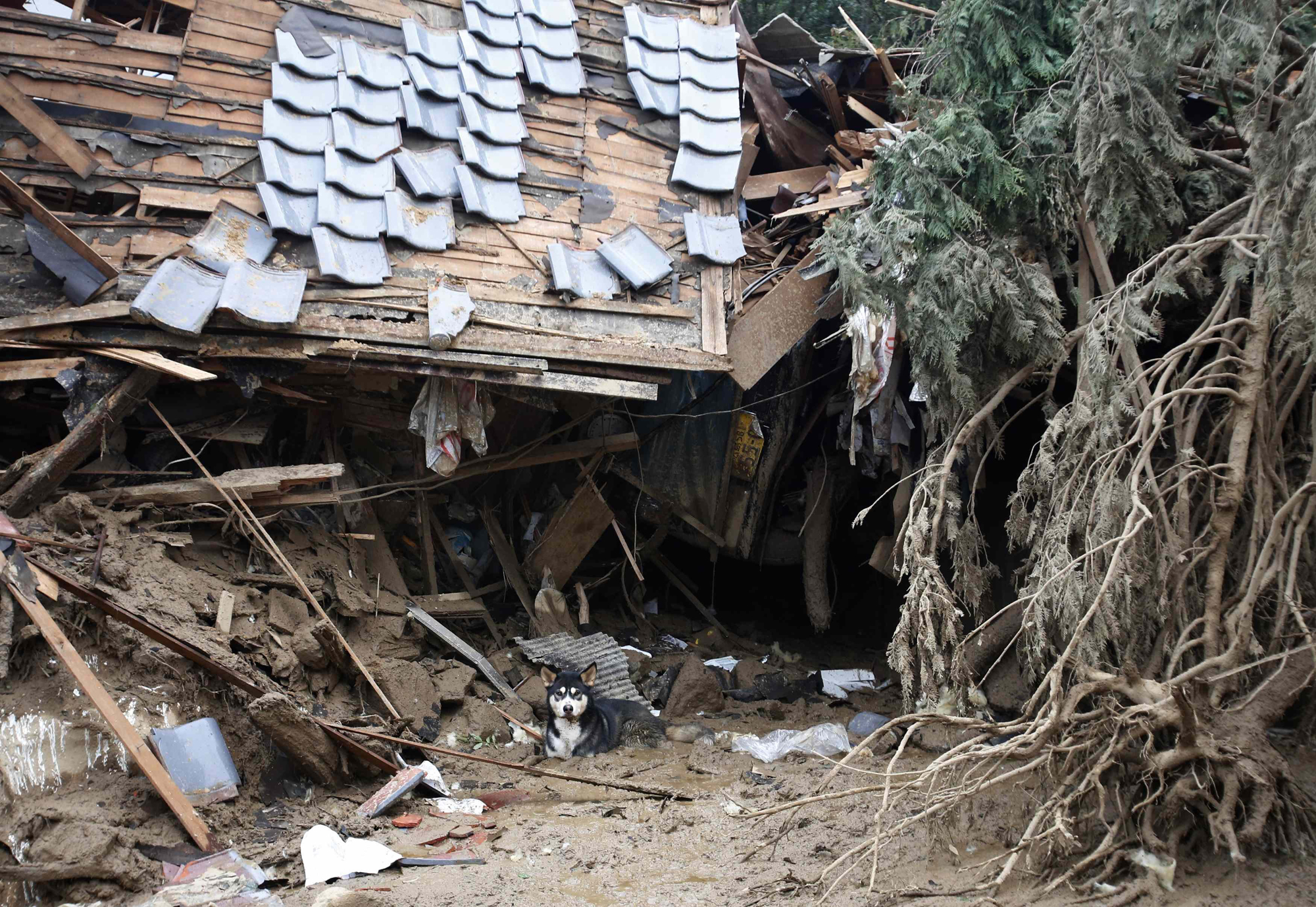 A dog takes a rest under a destroyed house at a site where a landslide swept through a residential area at Asaminami ward in Hiroshima, western Japan, Aug. 20, 2014.