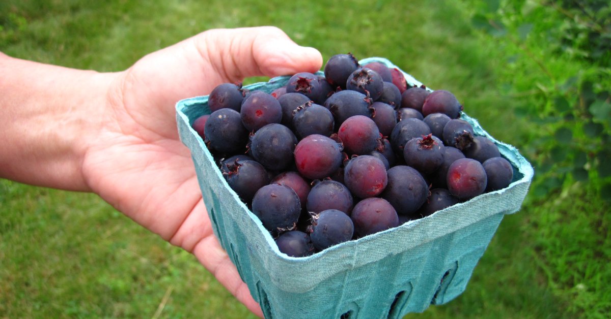 Saskatoon Or Juneberry This Fruit Became An International Incident Time