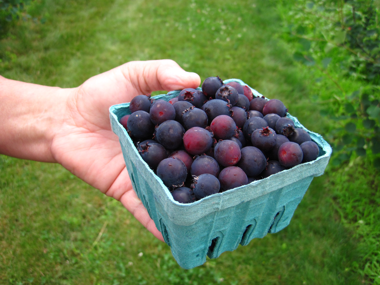 A fruit picker holds a quart basket of Saskatoon berries at G&amp;S Orchards in Walworth, N.Y. on June 26, 2013 .