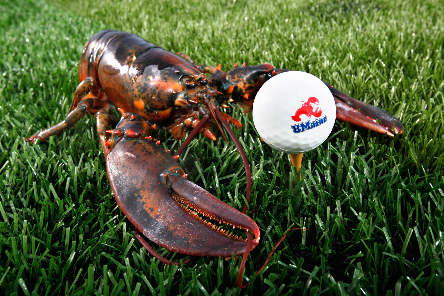 In this March 31, 2011, photo, a lobster is posed next to a golf ball made from ground lobster shells in Orono, Maine. (Robert F. Bukaty – AP)