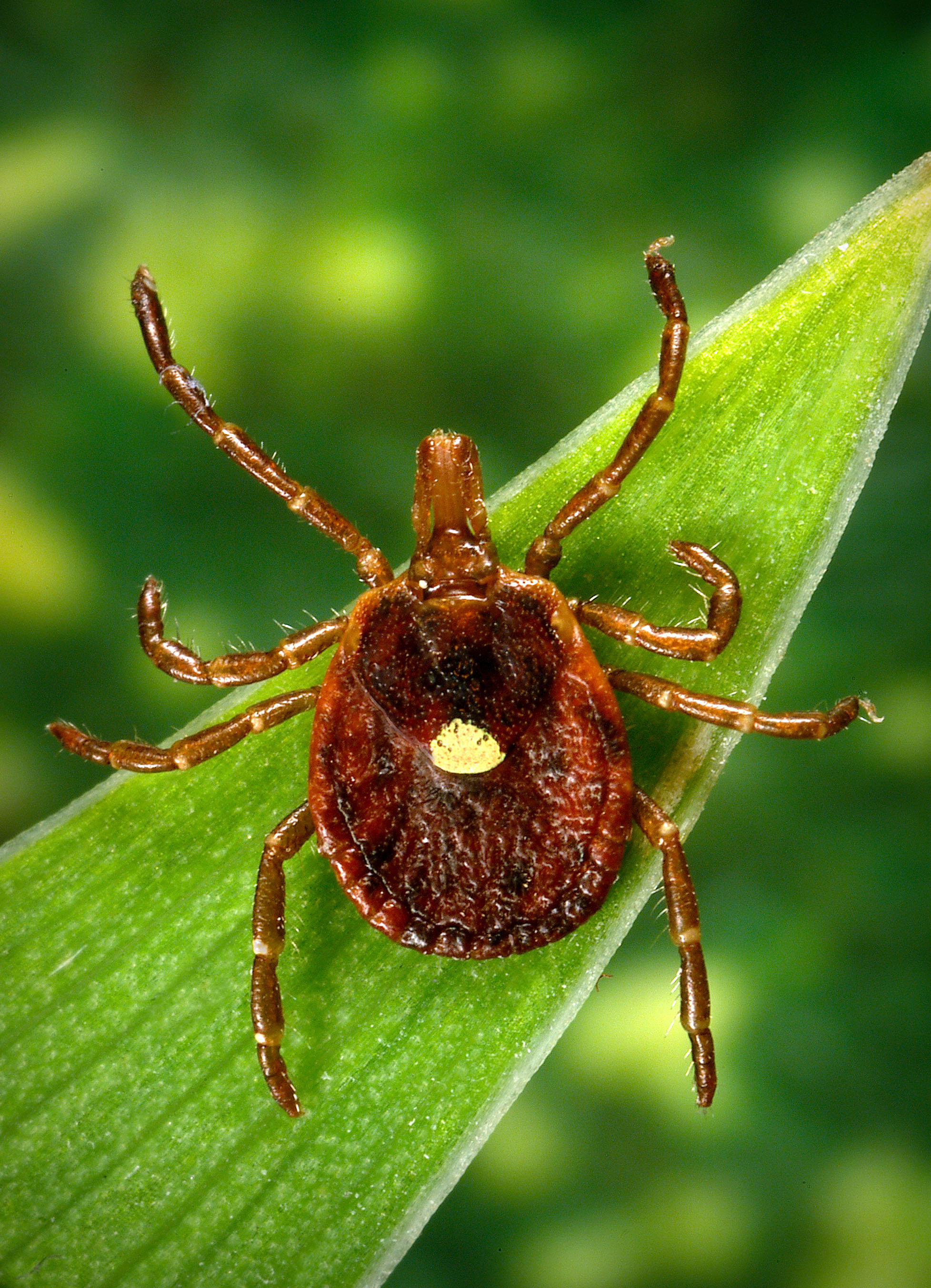 This undated photo provided by the Centers for Disease Control and Prevention shows a Lone Star tick (James Gathany—AP)