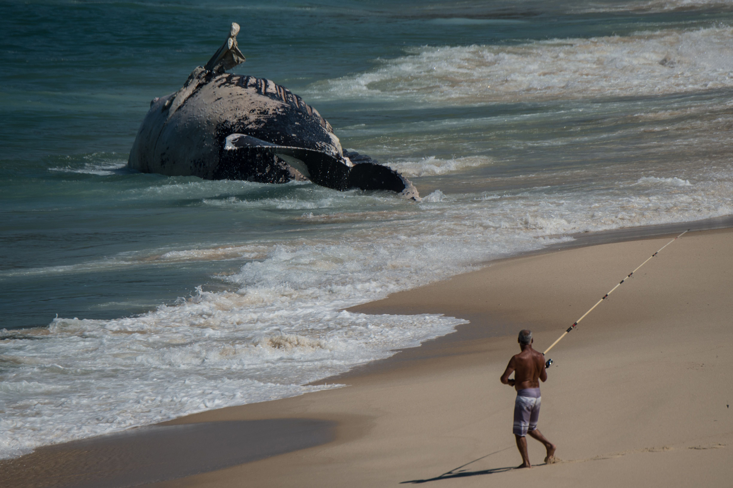Aug. 11, 2014. A fisherman gets ready to cast his line near the body of a dead humpback whale washed ashore on Macumba beach in Rio de Janeiro, Brazil.