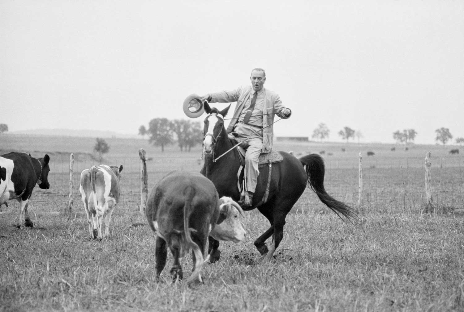 Lyndon Johnson Herding Cattle