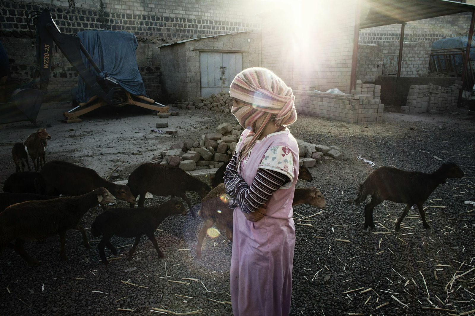 Hanan looks after a herd of sheep in the backyard of her house in Sanaa, Dec. 2012. She is in her first year studying law at university. She’s the only female student among twenty-two male classmates. Her parents supported her education despite opposition from some relatives.