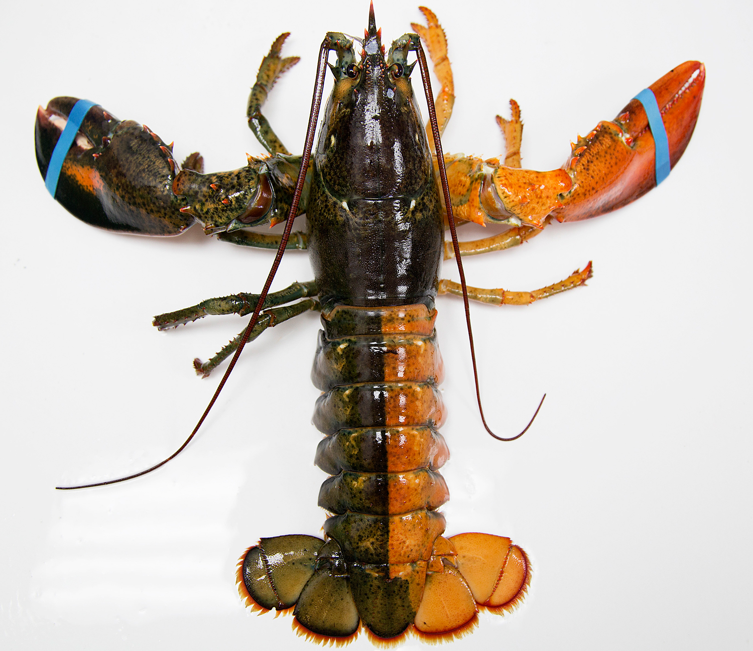 Blue Lobsters and 11 Interesting Lobster Facts