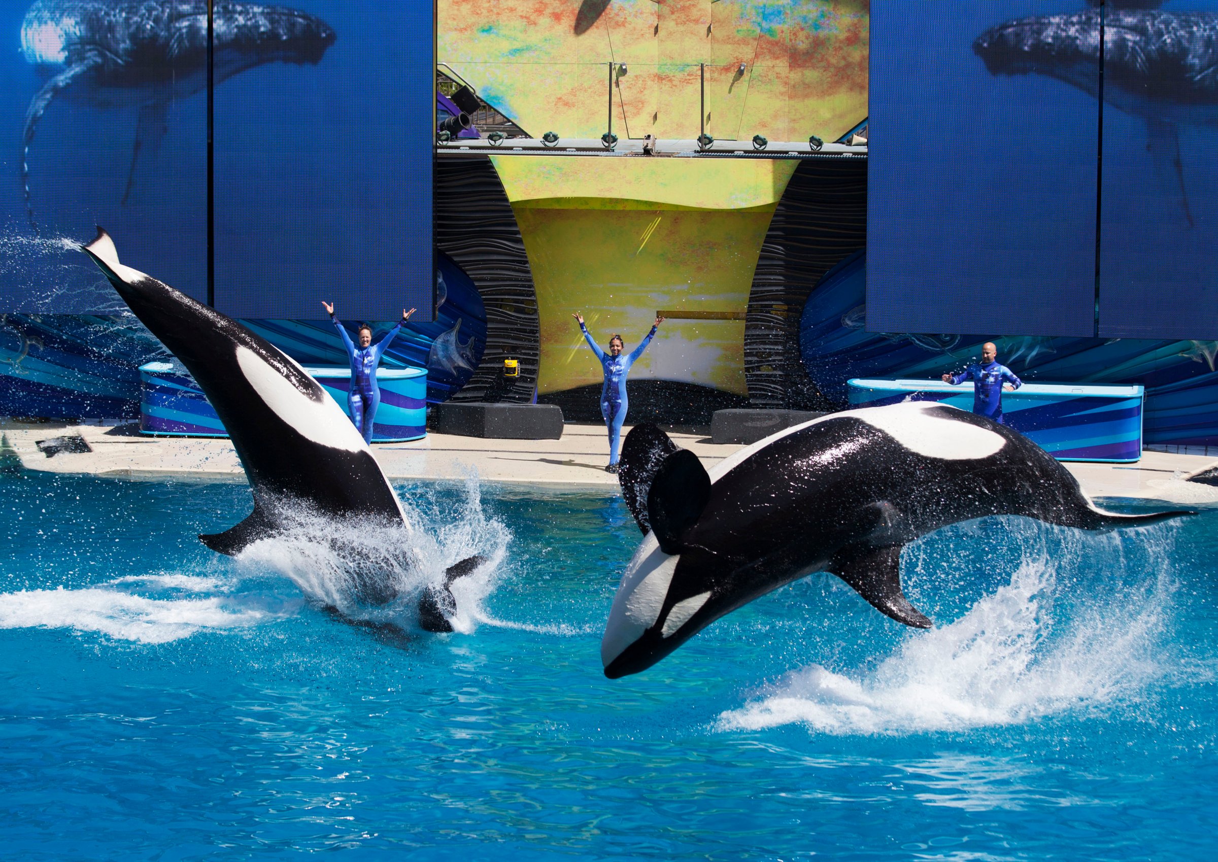 Trainers have Orca killer whales perform for the crowd  during a show at the animal theme park SeaWorld in San Diego, California