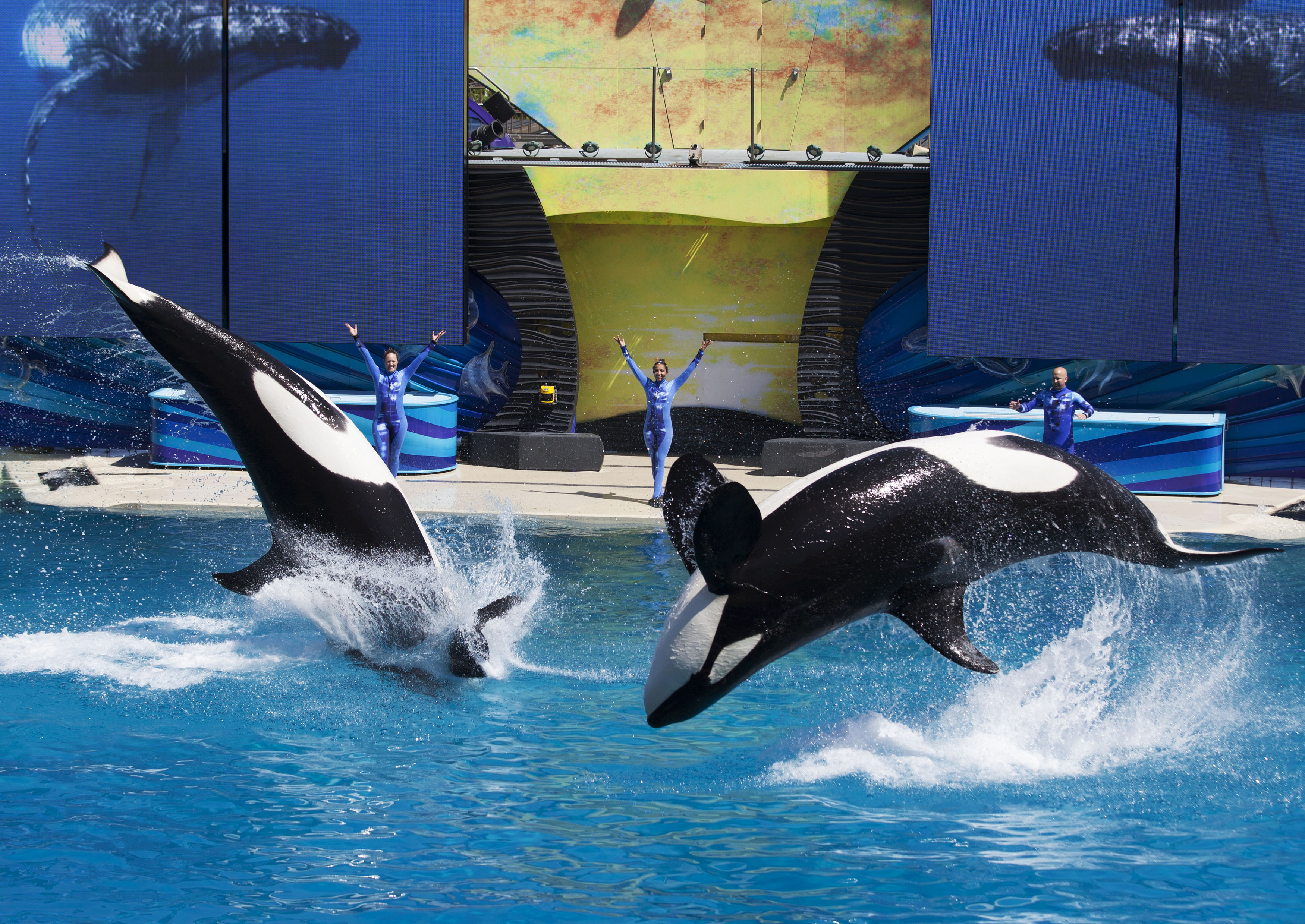 Trainers have Orca killer whales perform for the crowd  during a show at the animal theme park SeaWorld in San Diego, on March 19, 2014. (Mike Blake—Reuters)