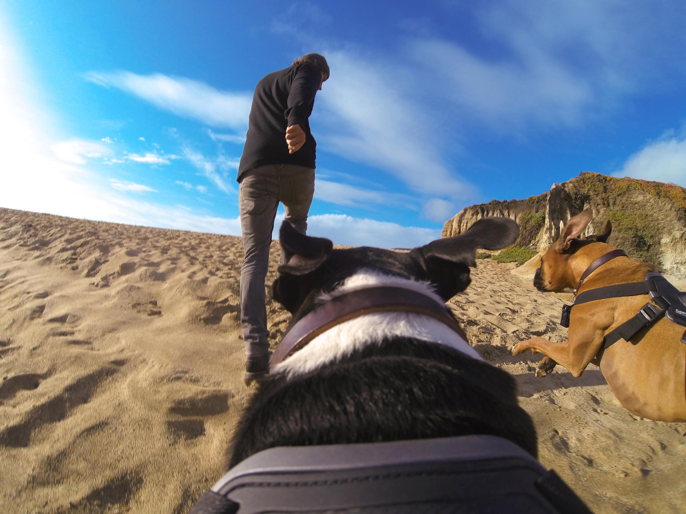 GoPro's new Fetch Dog Mount in action.