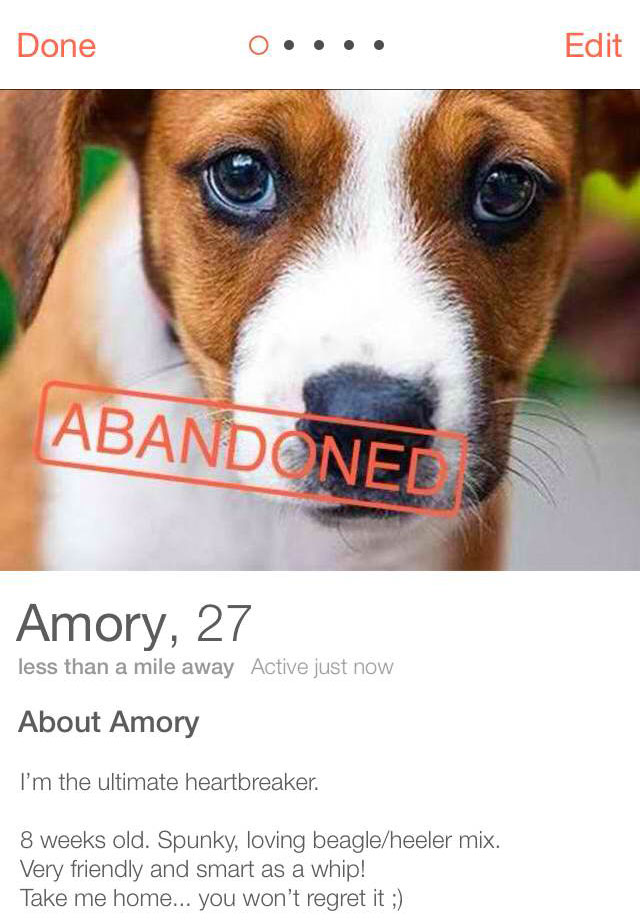 Abandoned Dogs Are Joining Tinder | Time