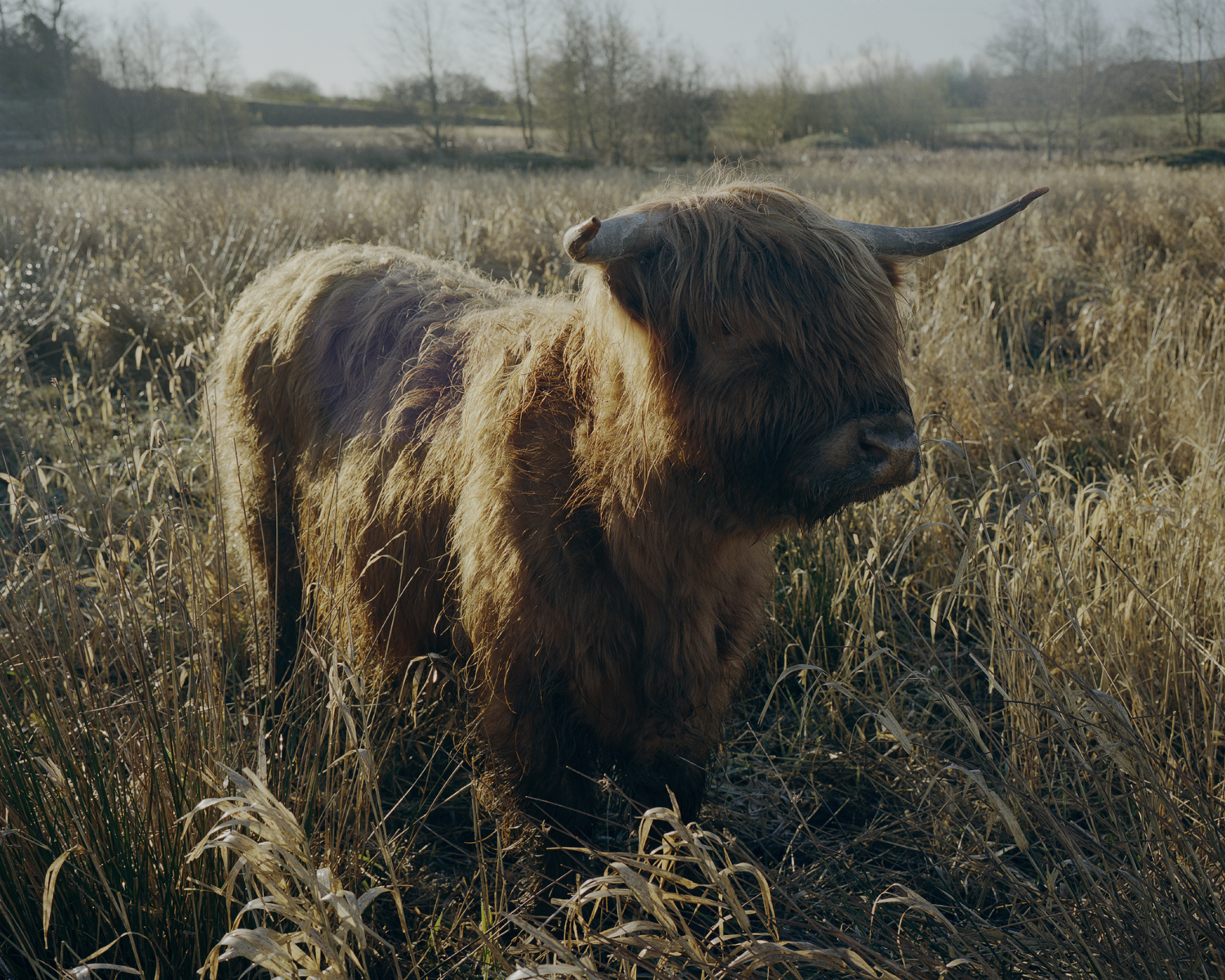 A Scottish Highland cow bred in Northumberland, England.
