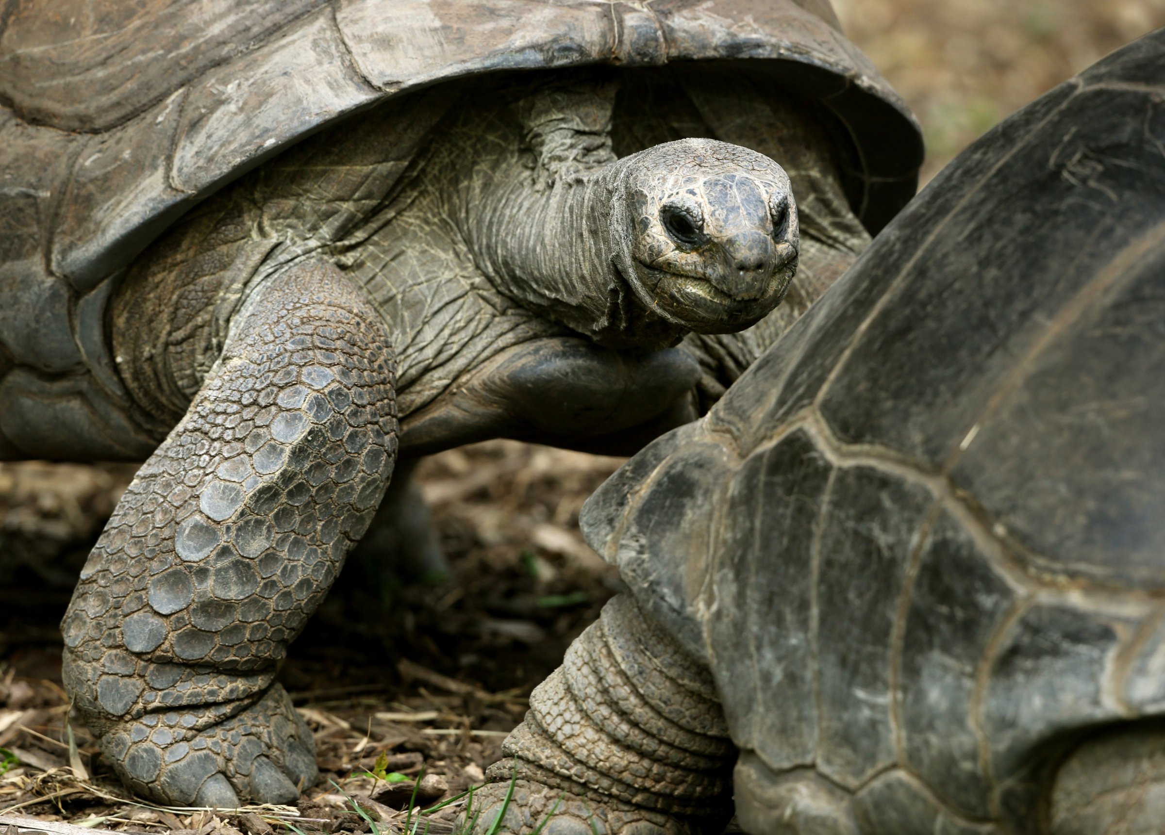 A Seychelles giant tortoise walks through its enclosure at the zoo in Duisburg, Germany, on March 31, 2014.
